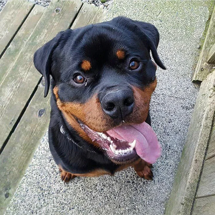 dog.jpg