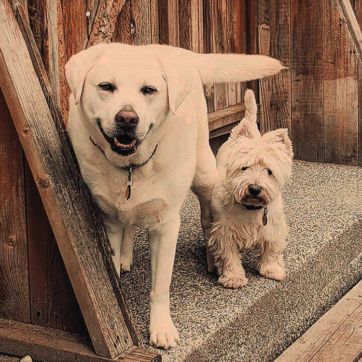 dogs.jpg