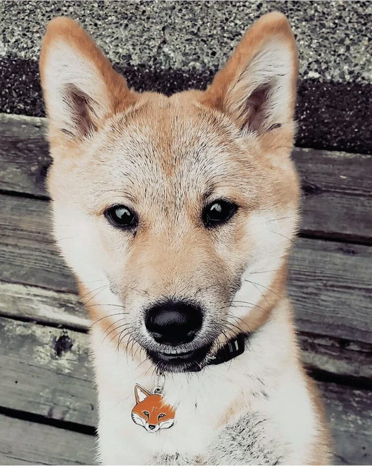 dog4.jpg