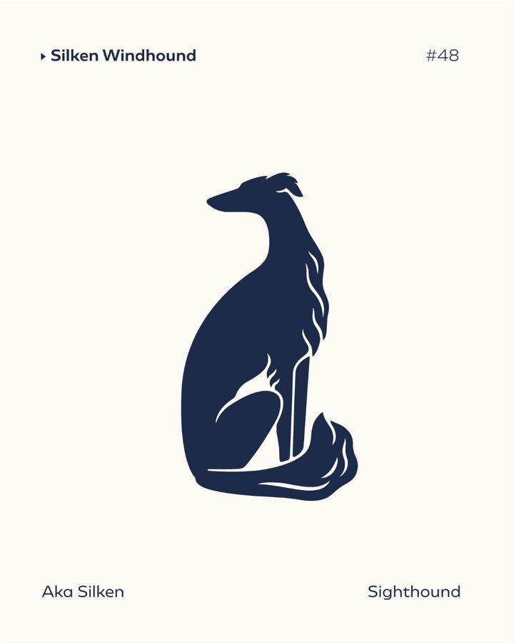 ✨ New logo and new addition to my &lsquo;Dogfolio&rsquo; collection - a Silken Windhound! ⁣
⁣
🌸 The logo is a part of a branding created for &lsquo;Satomi Silken Windhounds&rsquo; kennel. The &lsquo;Satomi&rsquo; part of the name comes from a flower