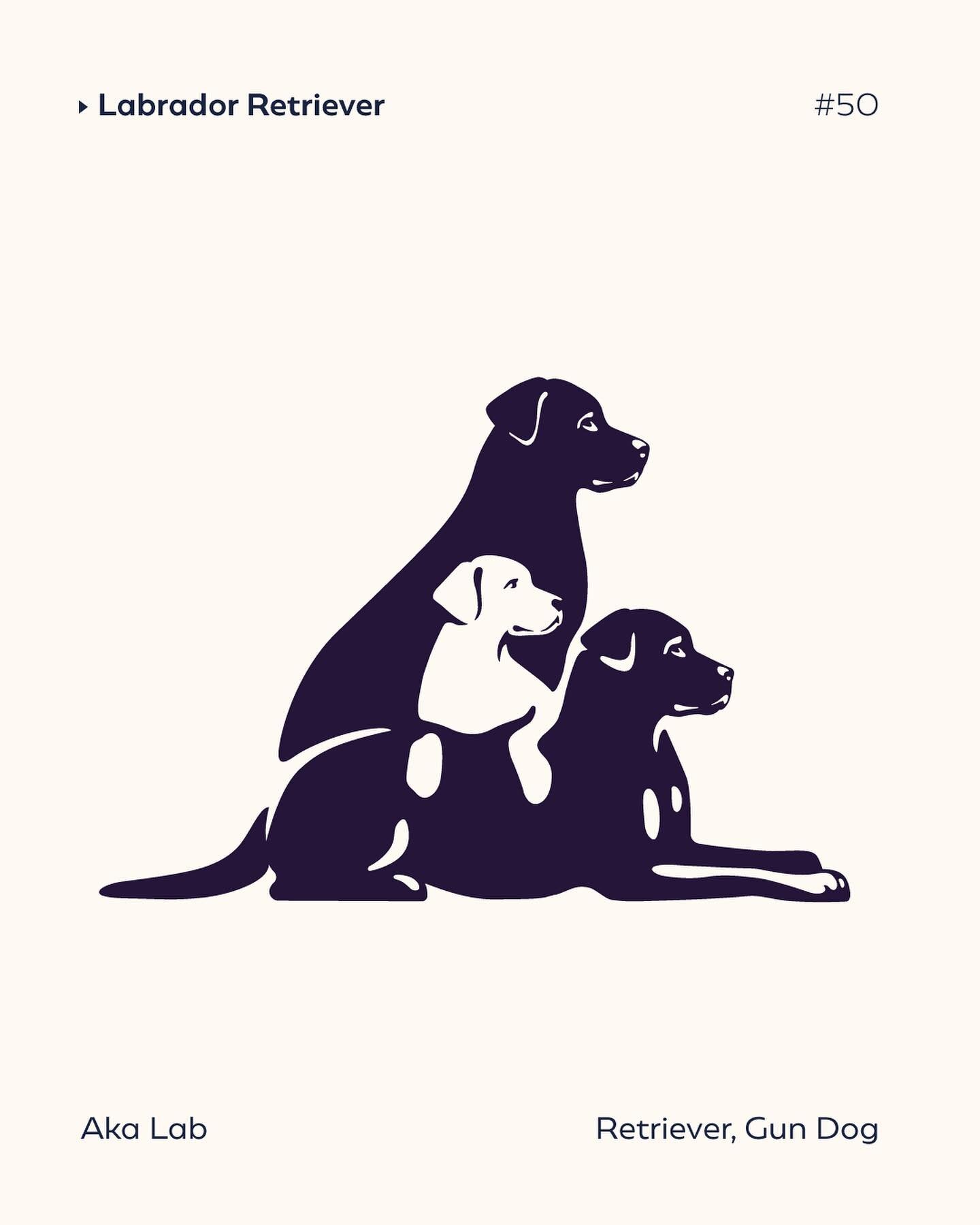 🦮 It&rsquo;s the 50th dog logo and only now we are covering probably the most popular breed - Labrador Retriever!⁣
⁣
🍁 Although the name might suggest Labrador Retrievers came from Labrador, Canada, the breed actually originated in Newfoundland. Sm