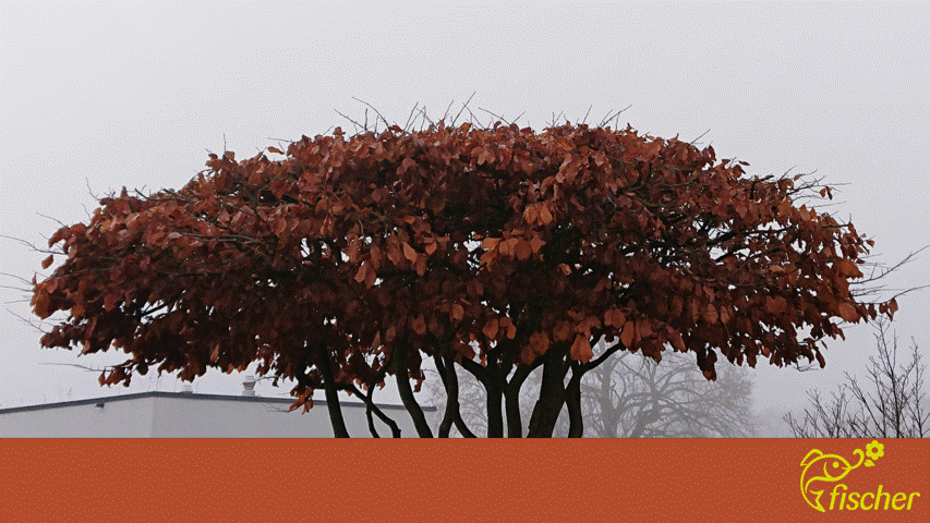 Gärtnerei Fischer Triengen Gärtnerei, Blumenladen und Gartenbau
