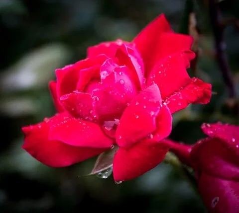Plant Relative Of The Week: Rose 