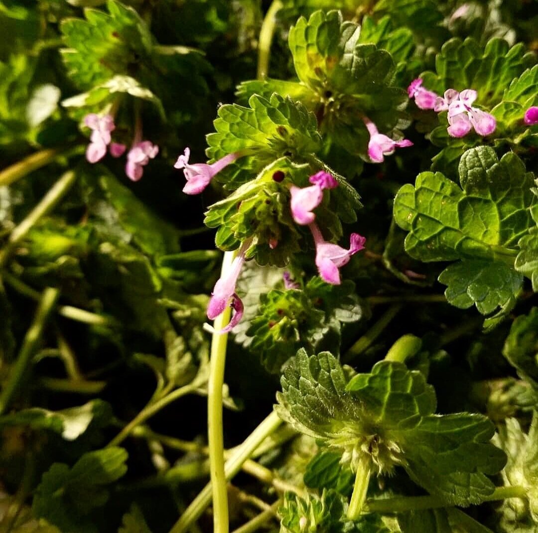 Plant Relative Of The Week: Henbit