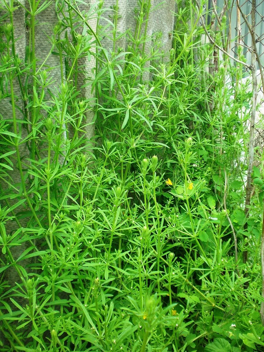 Galium_aparine001.JPG
