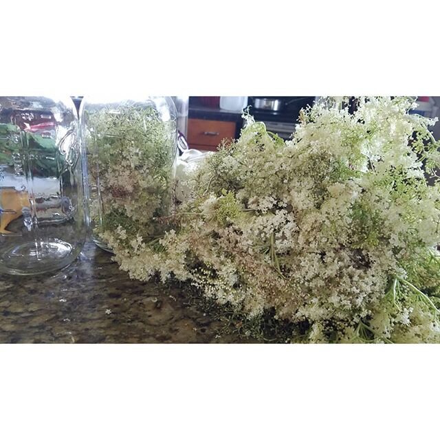 Elderflowers are in bloom and we are in love. 🍃🌼🍃
We are brewing up elderflower honey 🍯 and elderflower vinegar for you!
🍃🌼🍃
Most people know that elderberries are medicinal, but the flowers are, too!
🍃🌼🍃
Herbal remedies made from elderflow