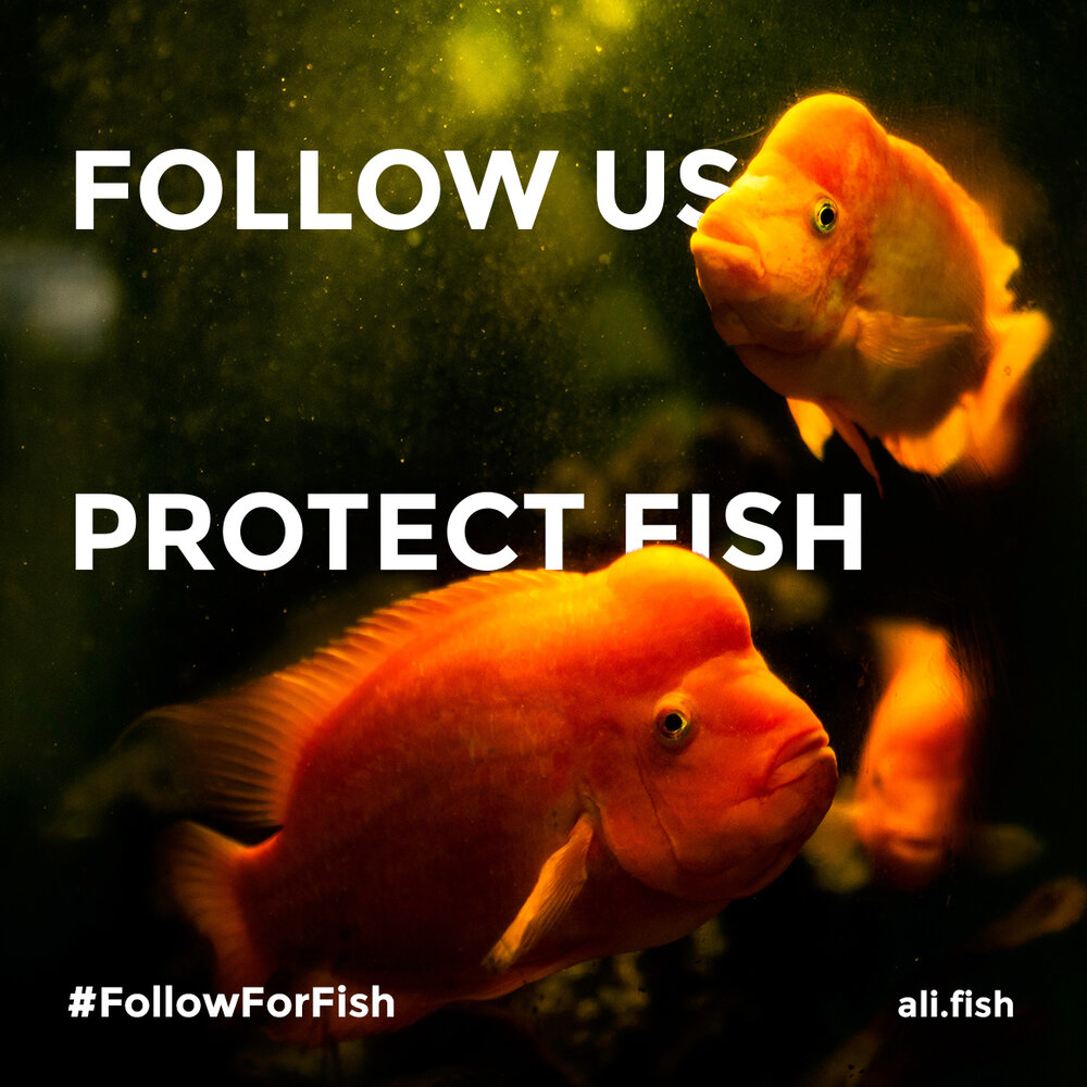 Follow For Fish — Aquatic Life Institute