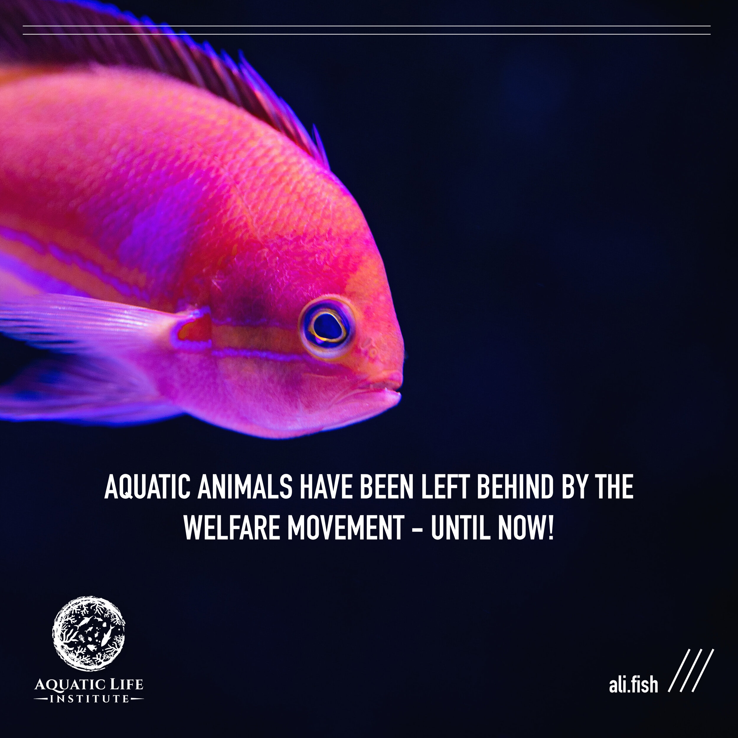 Fish Facts — Aquatic Life Institute