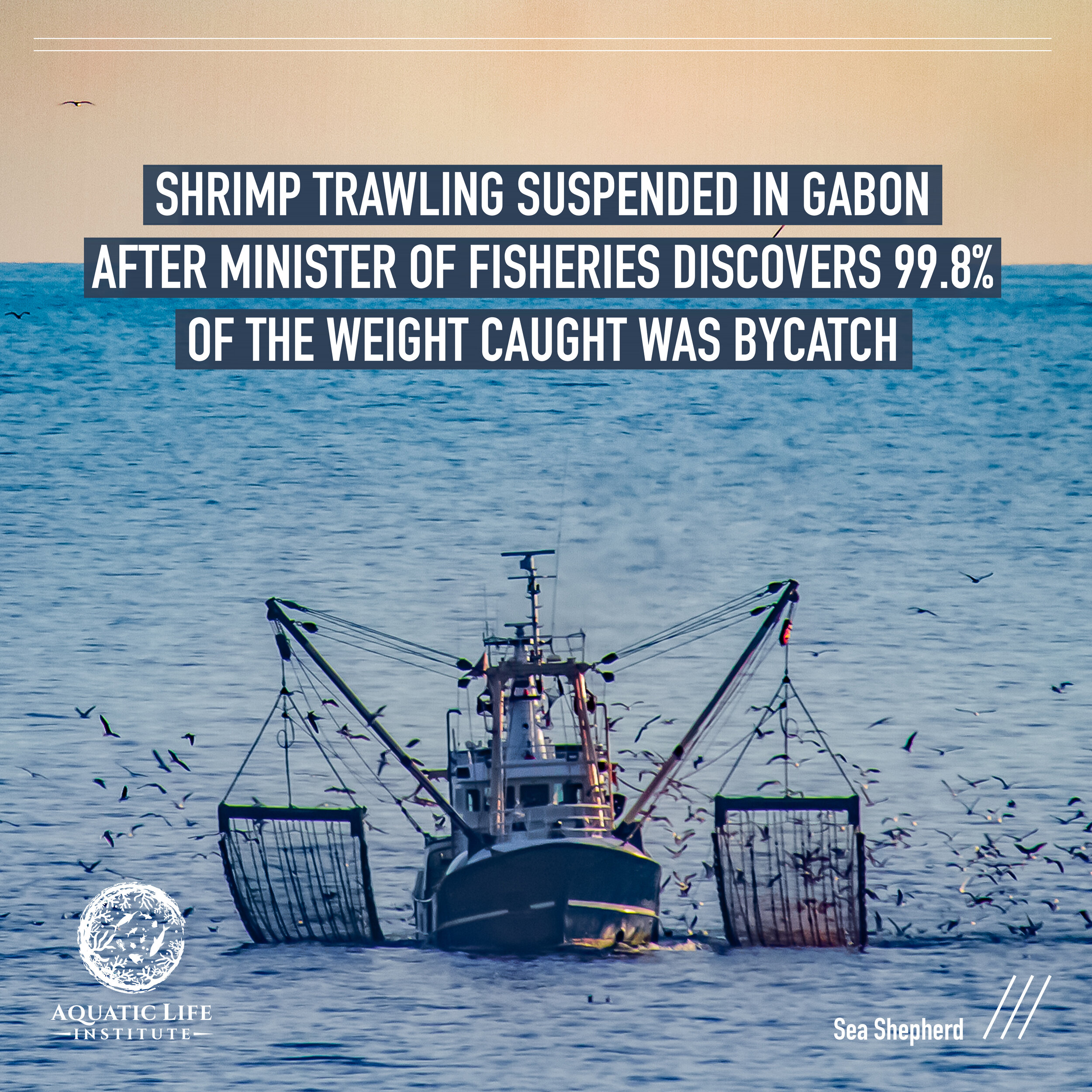 Shrimp Fishery Shut Down in Gabon — Aquatic Life Institute
