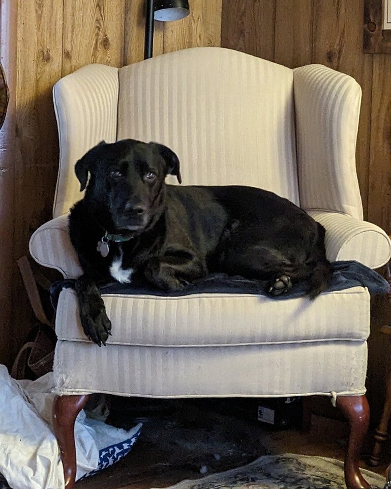 Looks like someone's claiming the new digs! Akimbo is all settled in to the new living room addition, proving even the most luxurious furniture becomes a giant dog bed with the right attitude.

#adirondogvacations #dogboarding #adirondacks #dogsofins