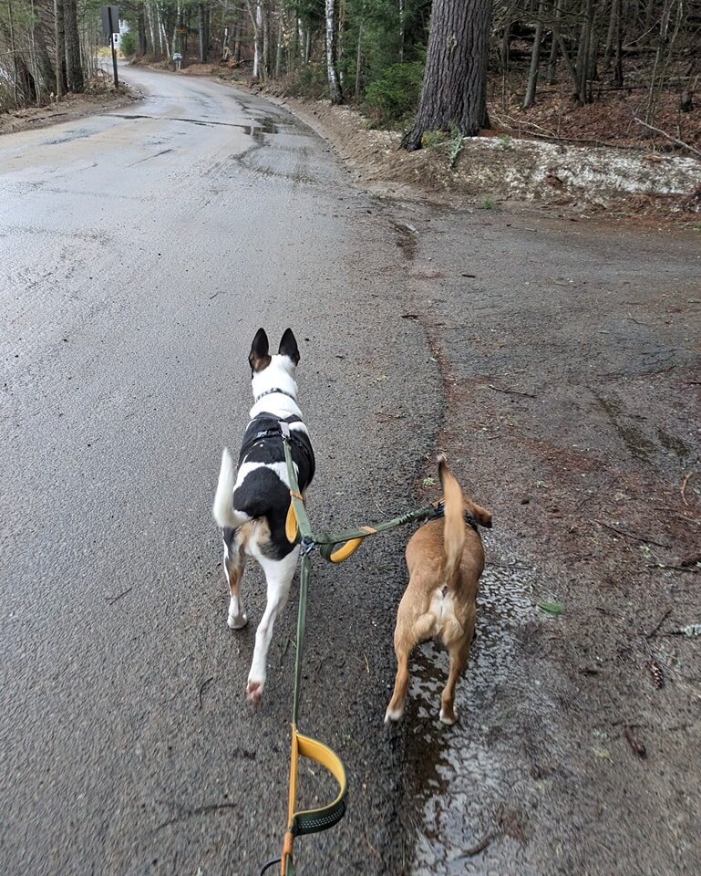 Making new furever friends at Adirondog Vacations! Cedar and Blue are exploring Moody Pond together.

 #DogsofInstagram #Adirondog #Beagle #AmericanBullTerrierMix