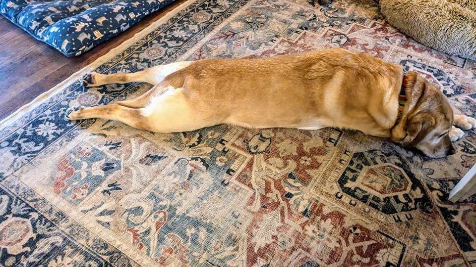 Monday morning sploots from Gracie Bean
