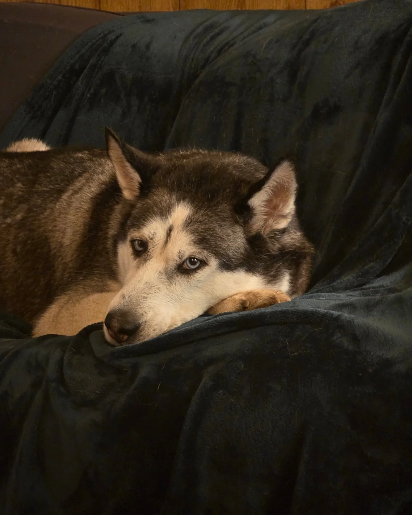 Koda was very near death today....at least that's what she'd like you to believe. In reality she just had a bath, brush, and blow dry. An add-on available to all our guests!