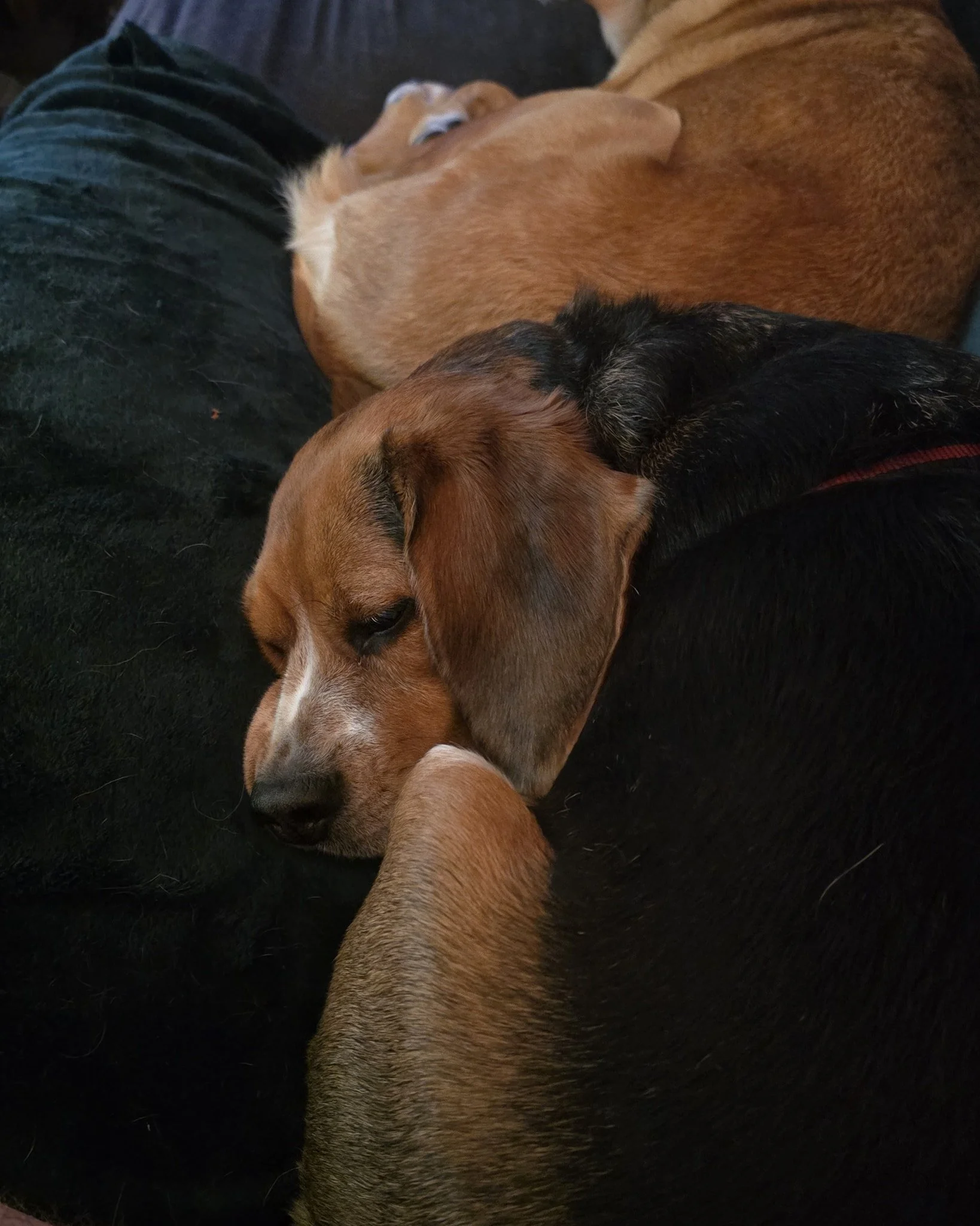 A sleepy beag is best. Hudson is a good sleepy beag.