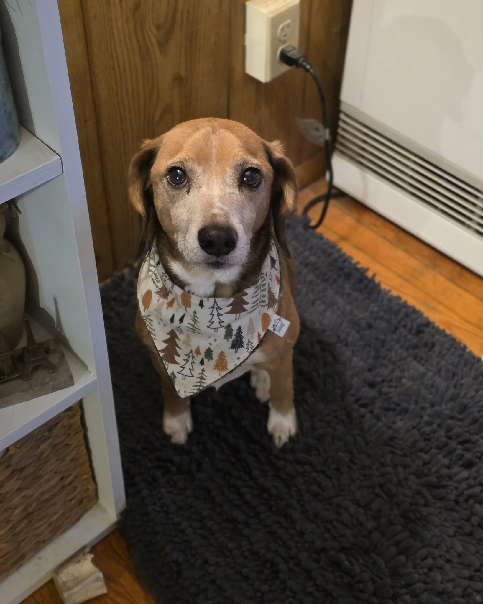 Someone is unsure about their new bandana.