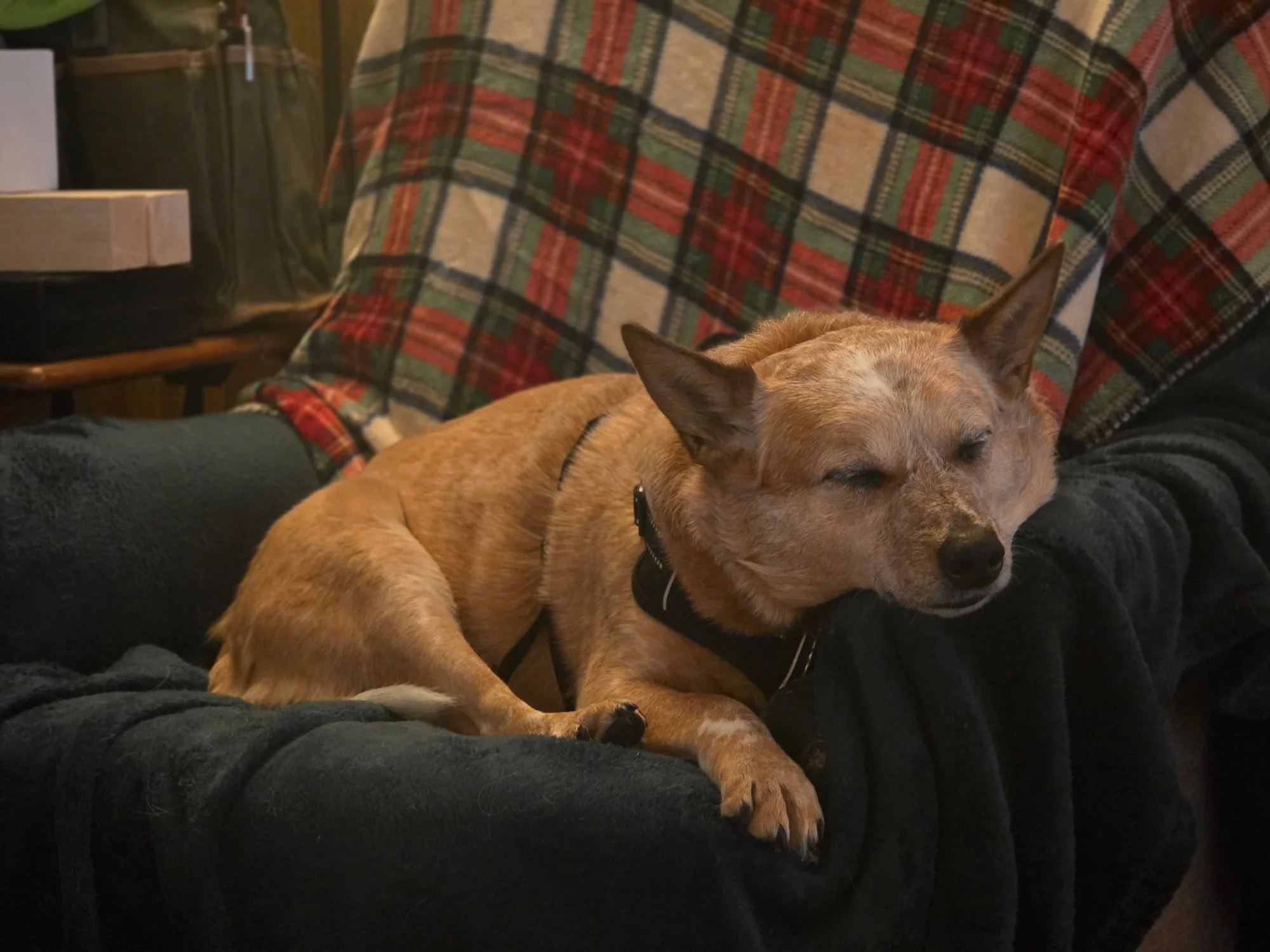 Marcy has it ruff...