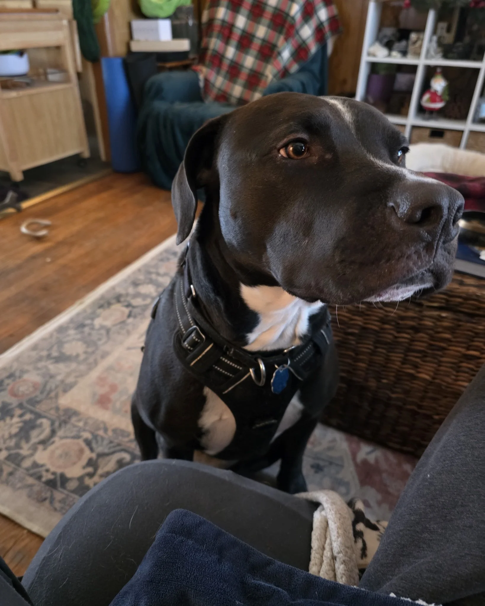 Nash would like more pets plz.