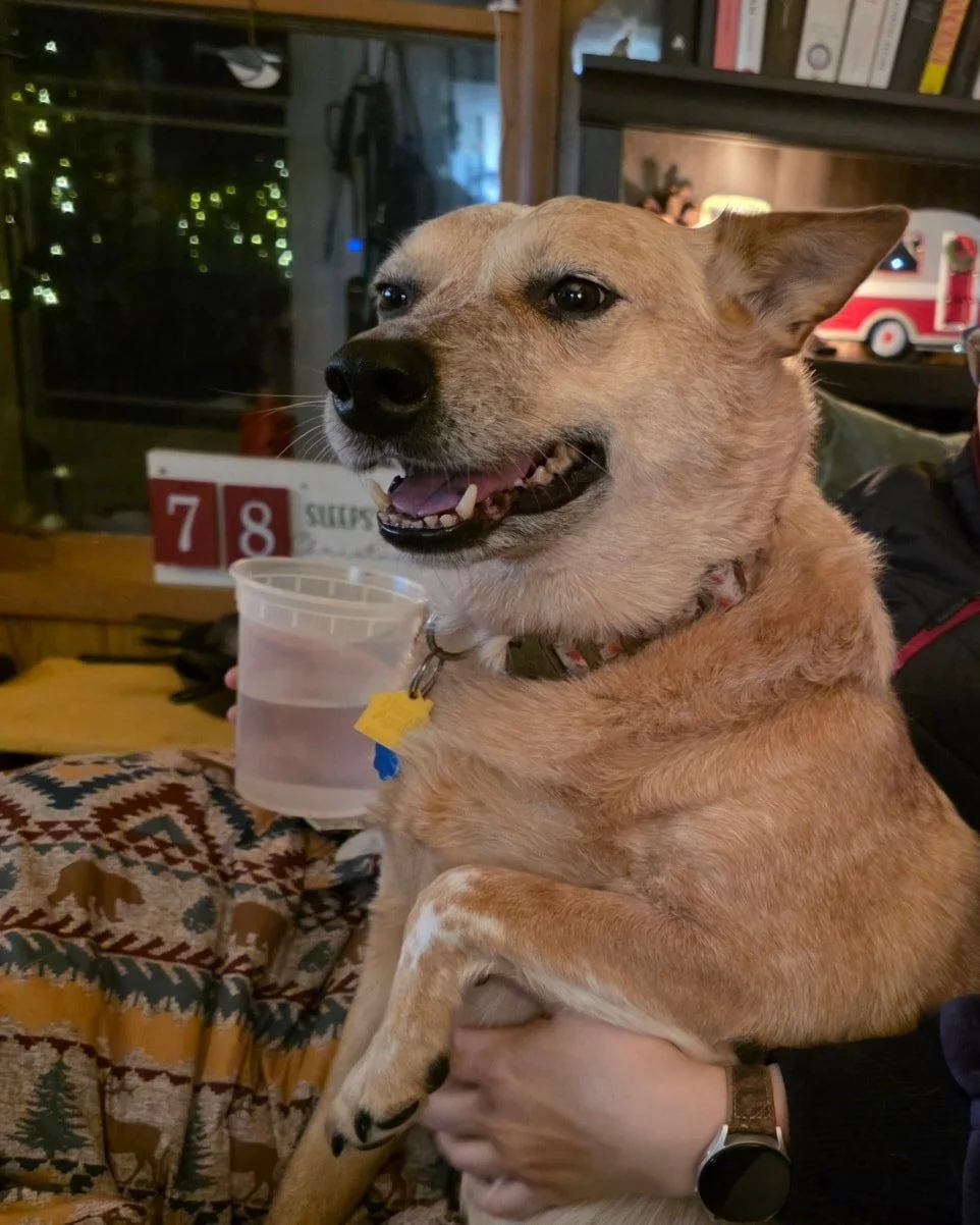 Marcy is happiest when being scritched by the nearest human.