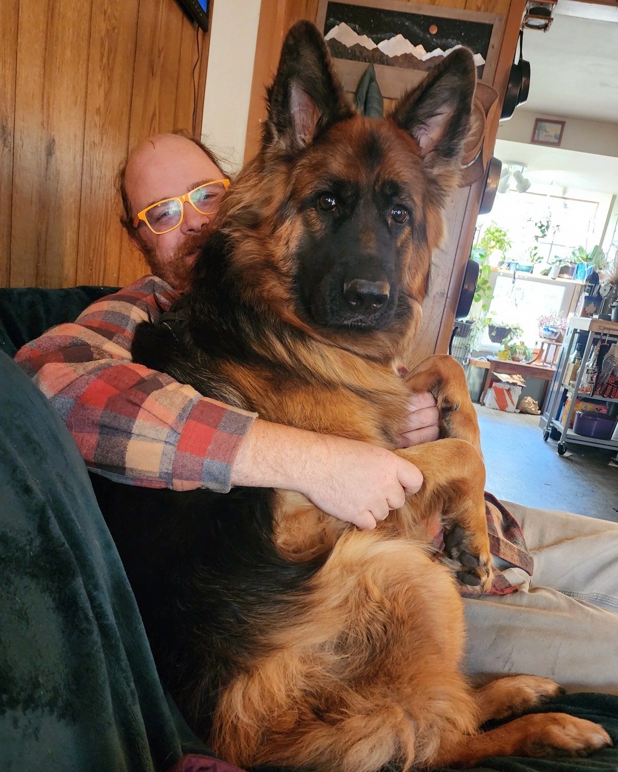 World's biggest lap dog