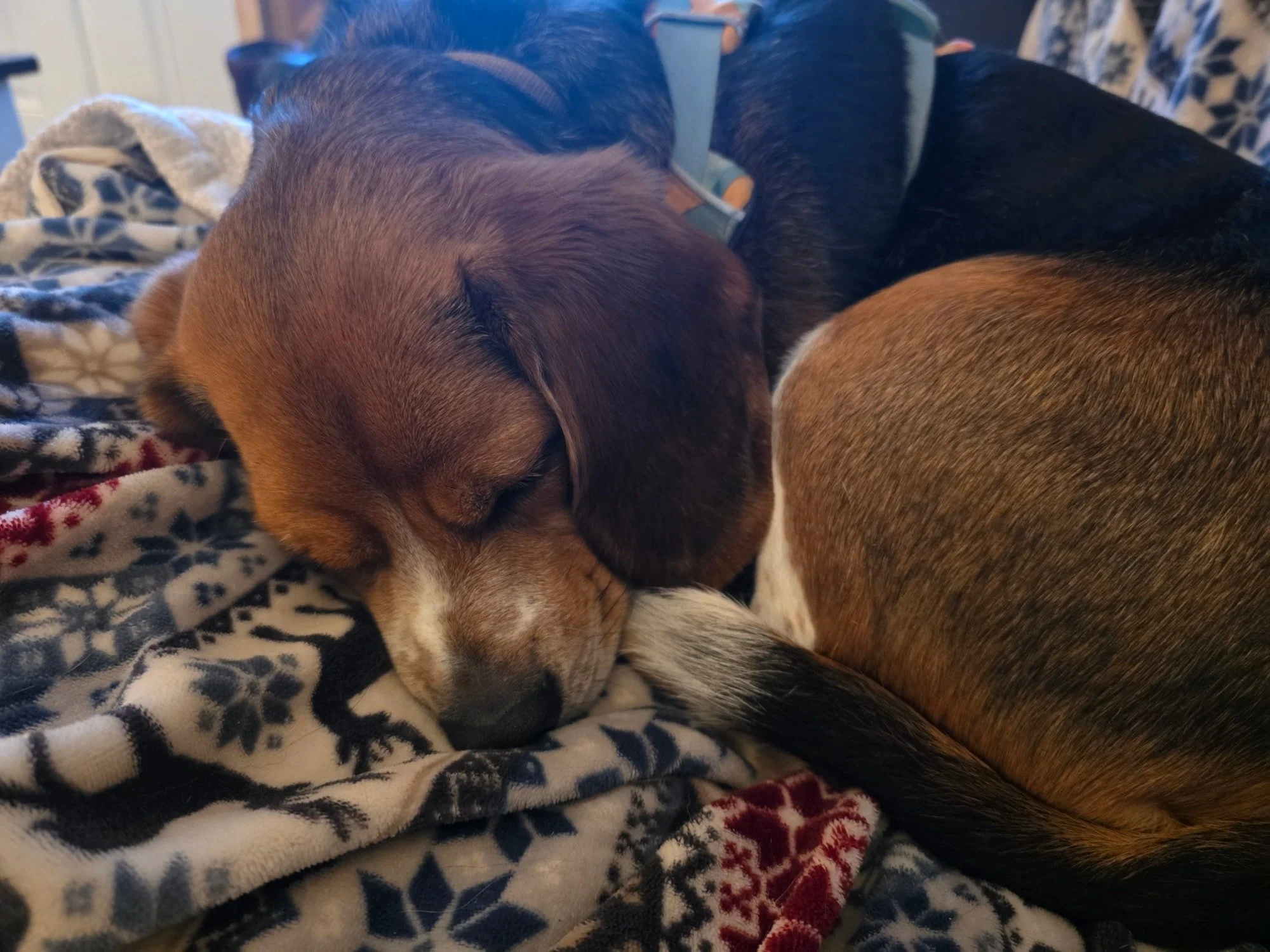 It's there anything cuter than a curled up beagle?