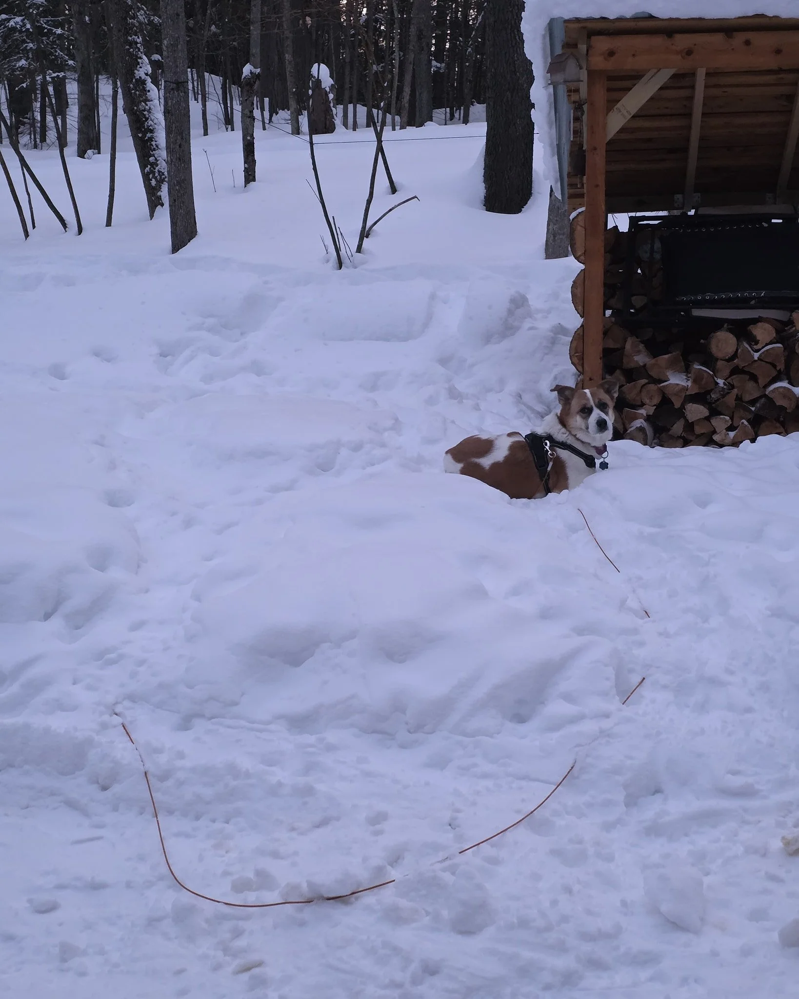 It was -10. Lady had 0 concerns. Snow dog!