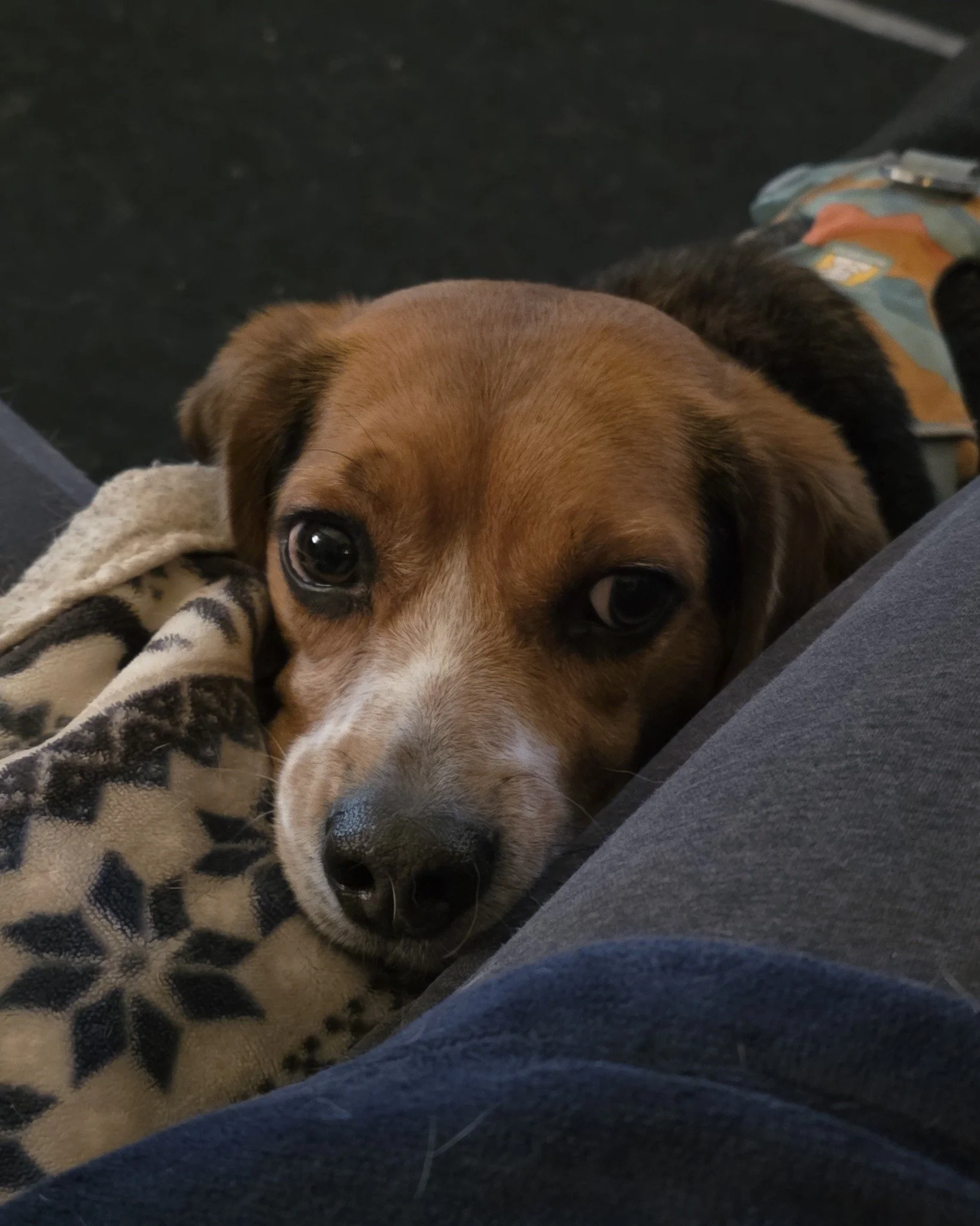 Hudson would like to know why there is not room on the couch for him 😞