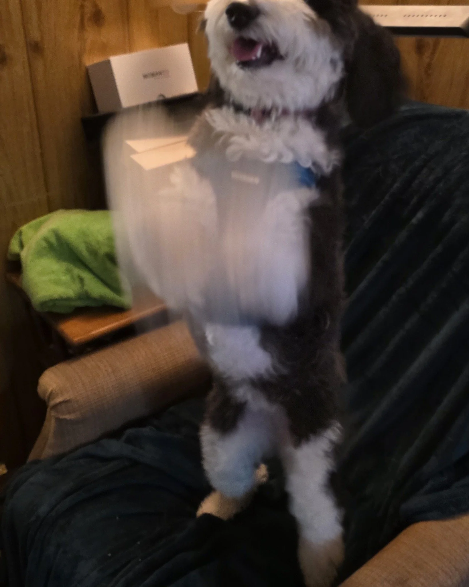 Maisy is VERY excited to show off!