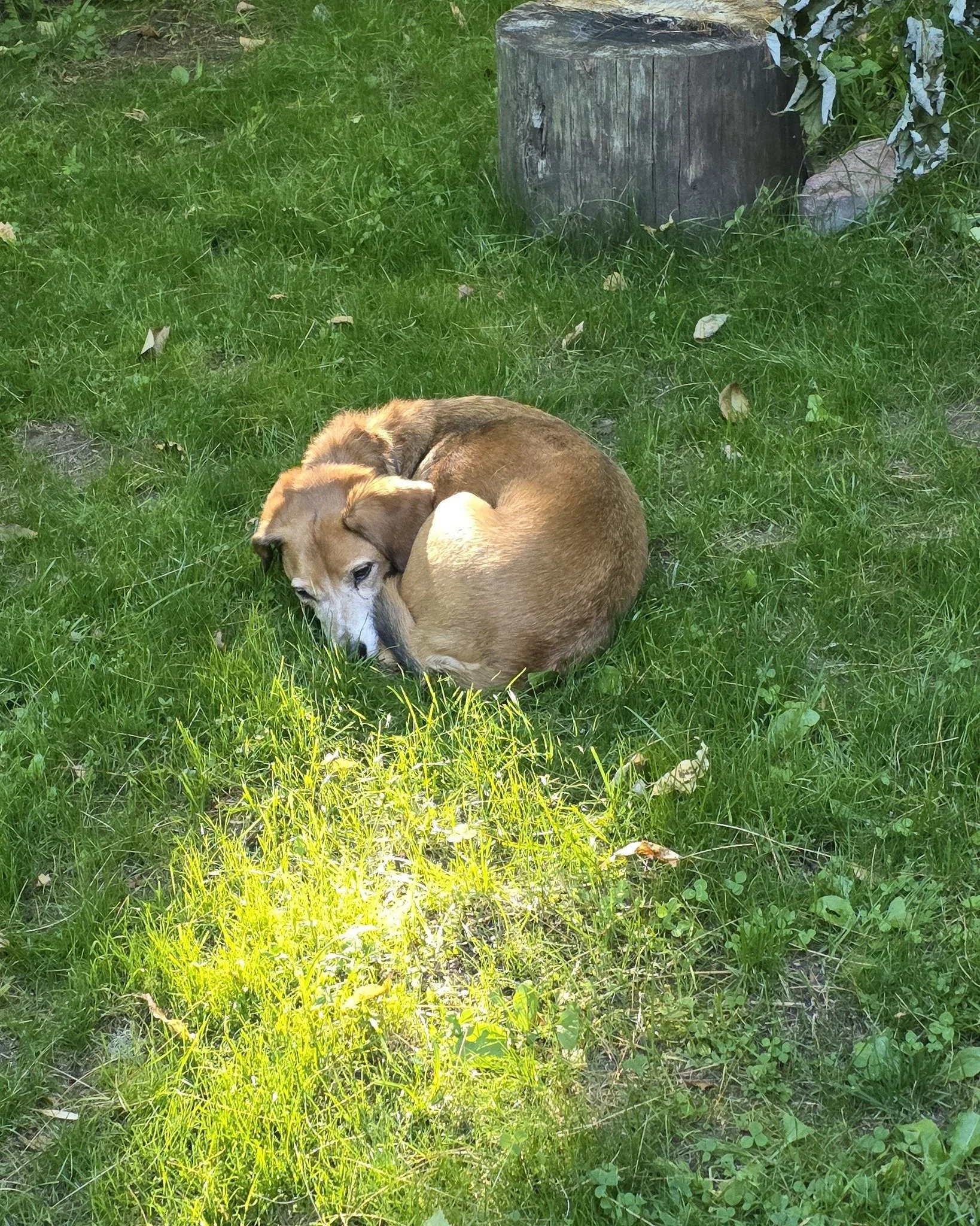 Not a fawn. Just a sleepy beag.