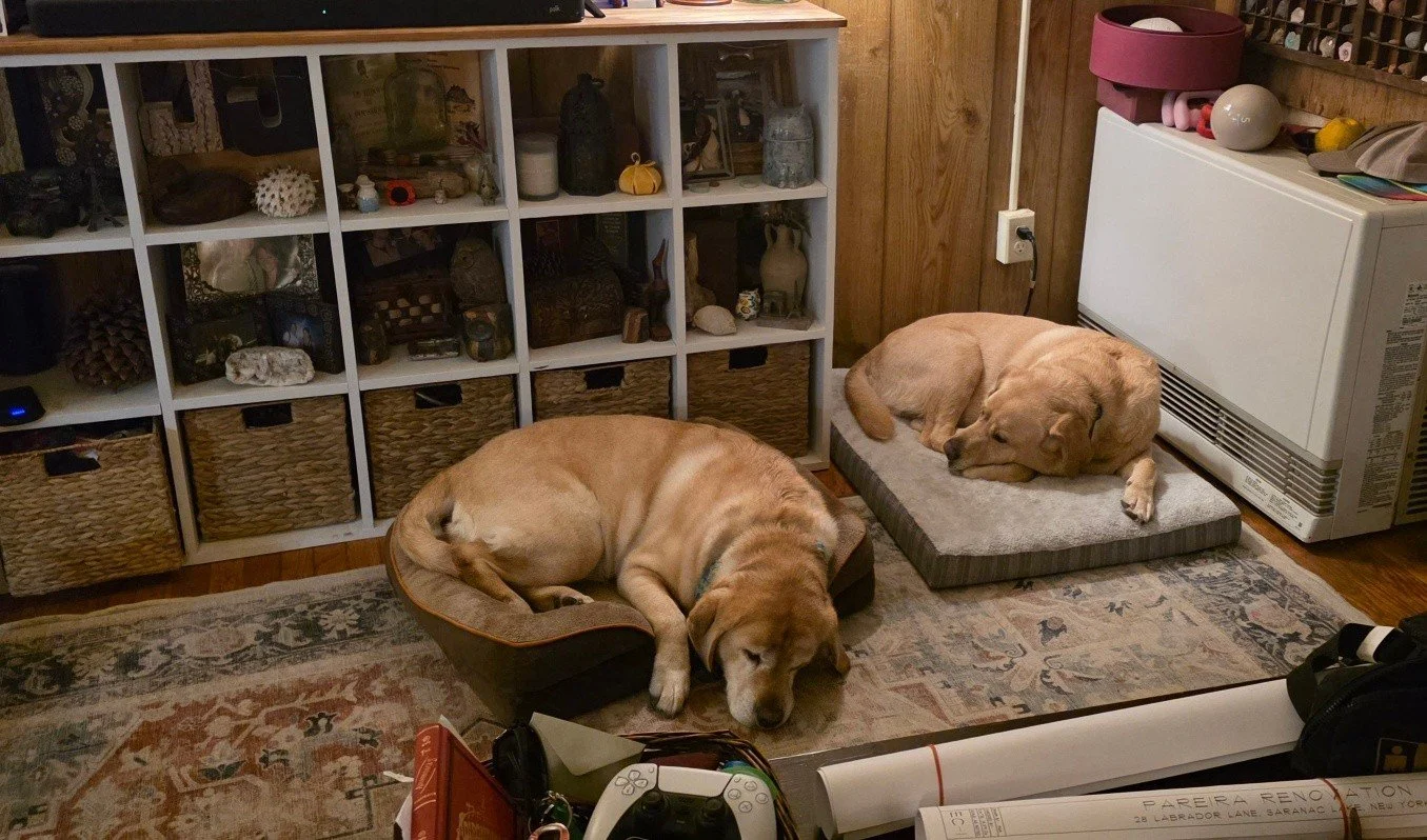 So much sleepy lab in this room...