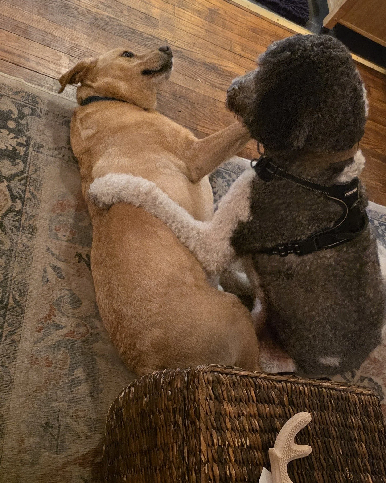 Mason is unsure his feelings about being a pillow for 125lb Remi.