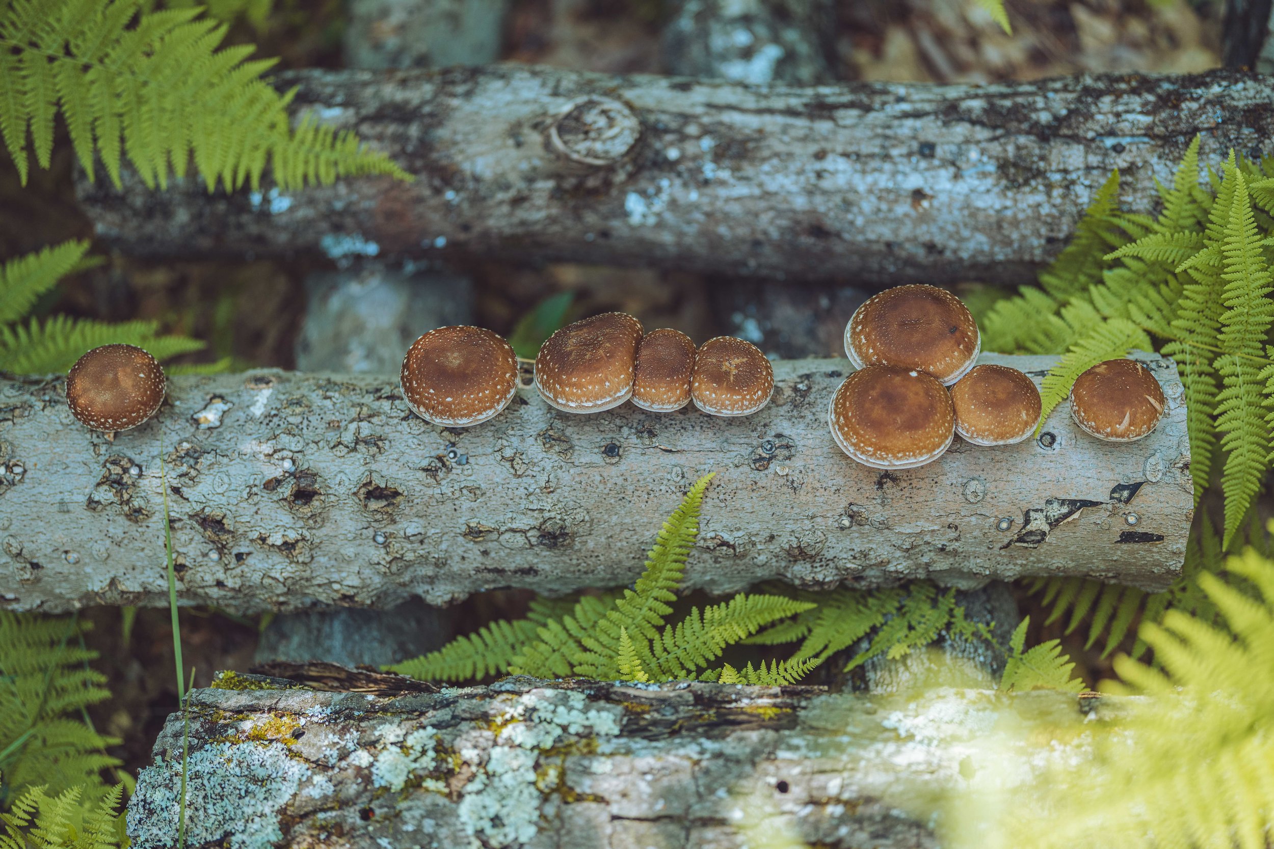 20260703_Shiitake mushrooms at Hopkins_LittlePondDigital -1.jpg