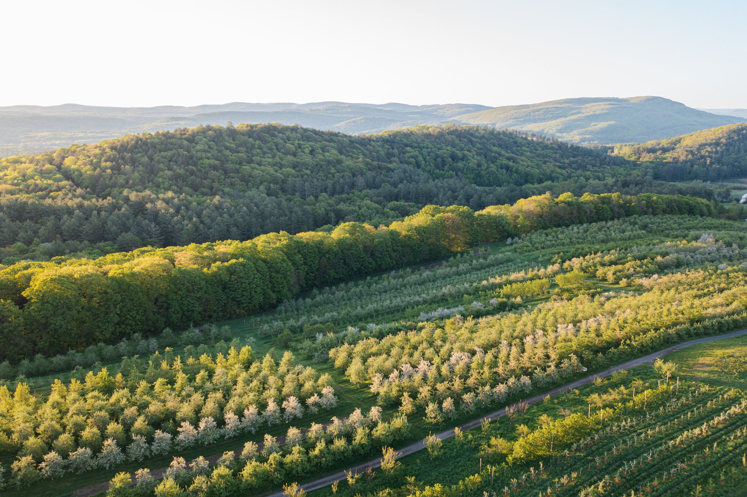 20220527_SFODroneorchard_LittlePondDigital-3 copy.jpg