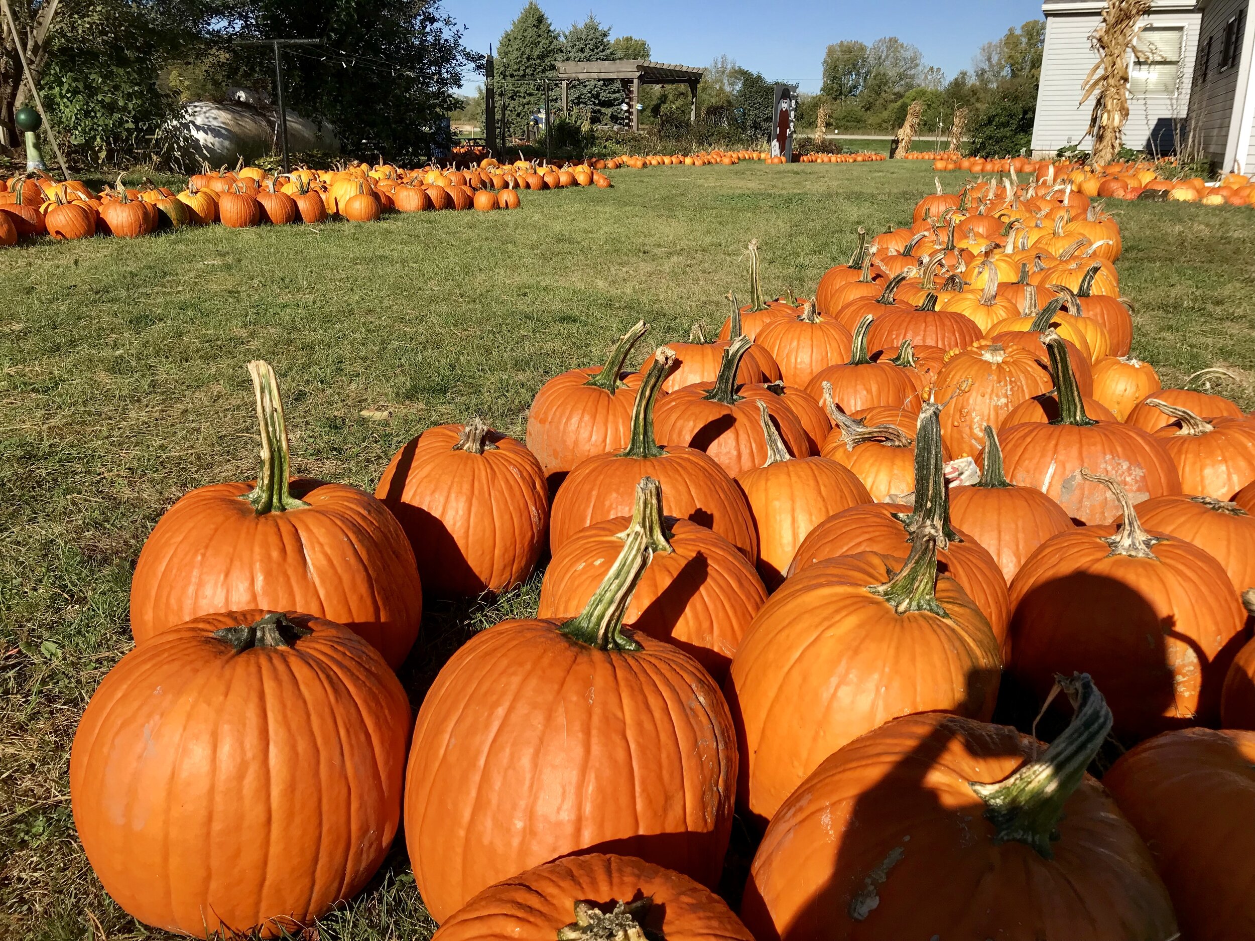 Nicole Kroul - 2017 pumpkin pic.jpg