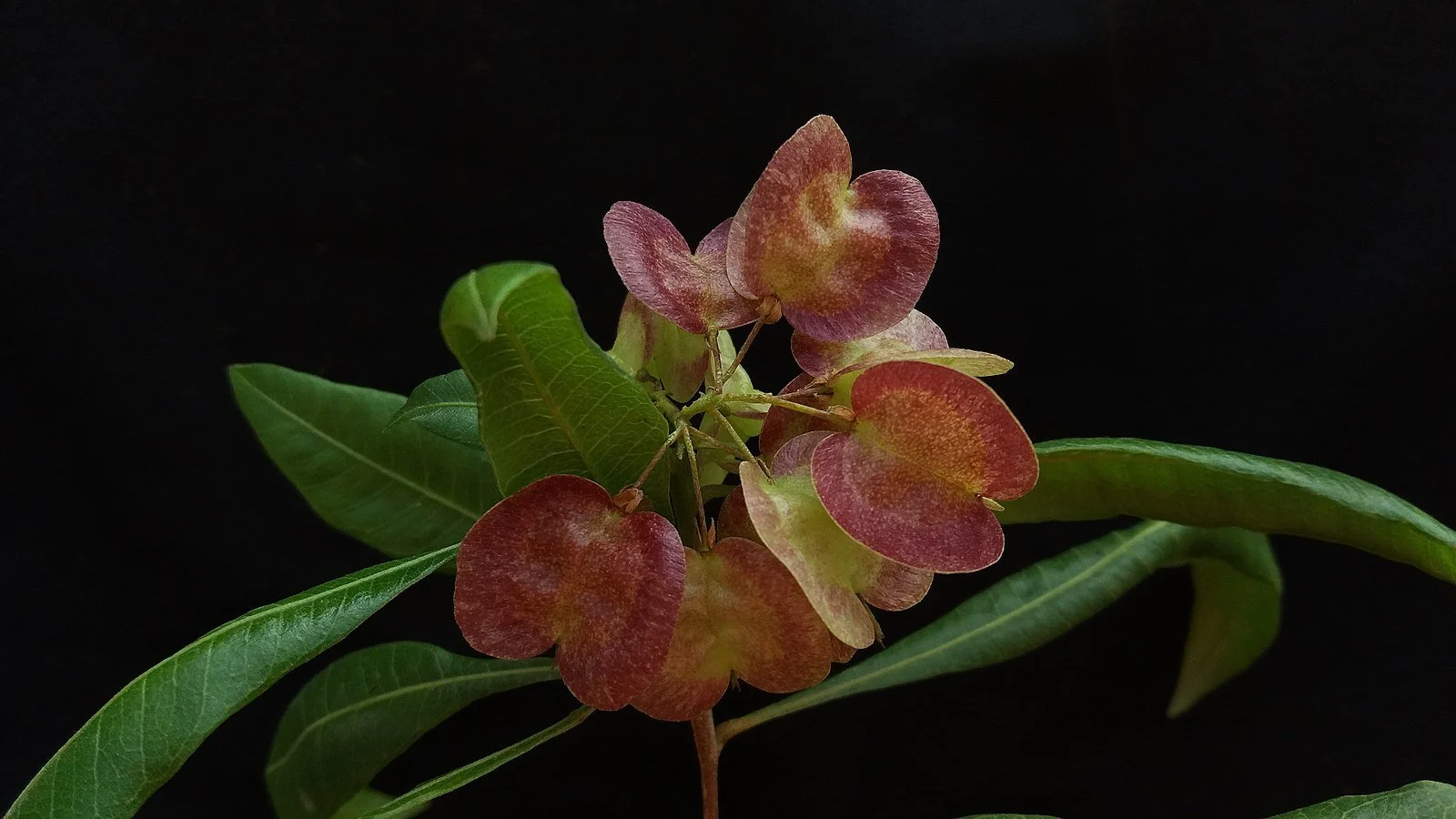 ʻAʻaliʻi — BEHawaii