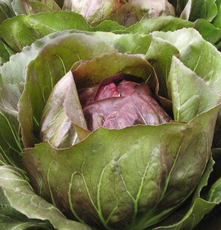 Chicories