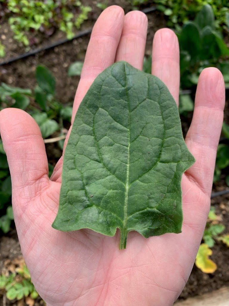 spinach leaf