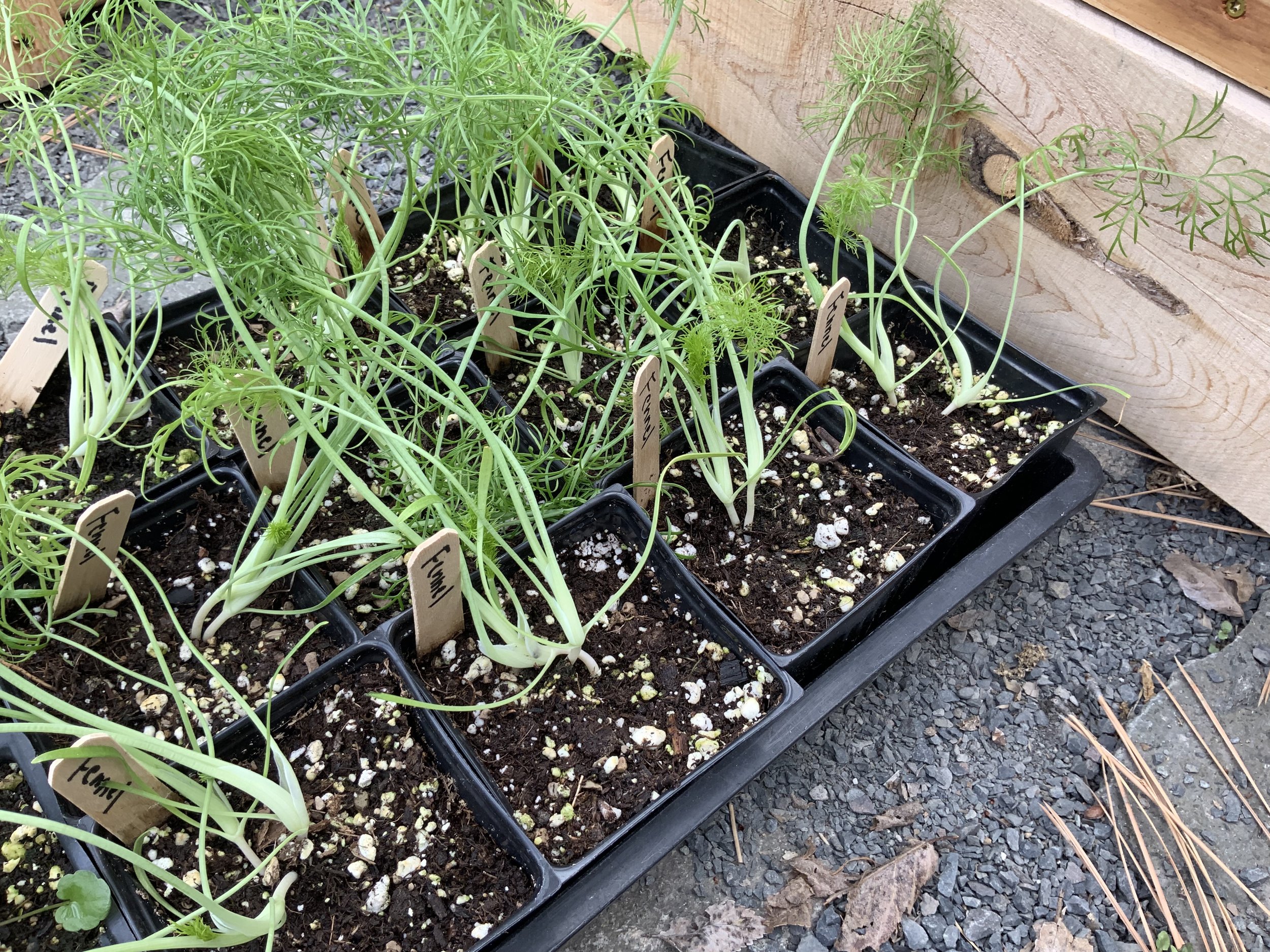 Fennel