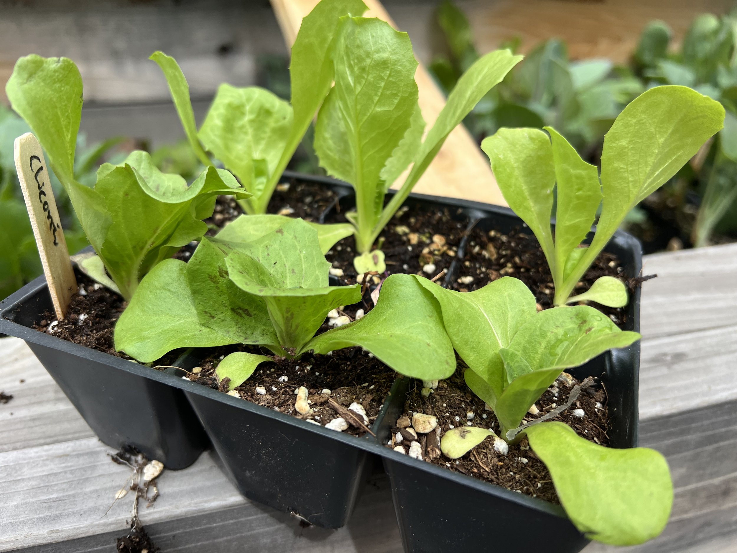 Chicories