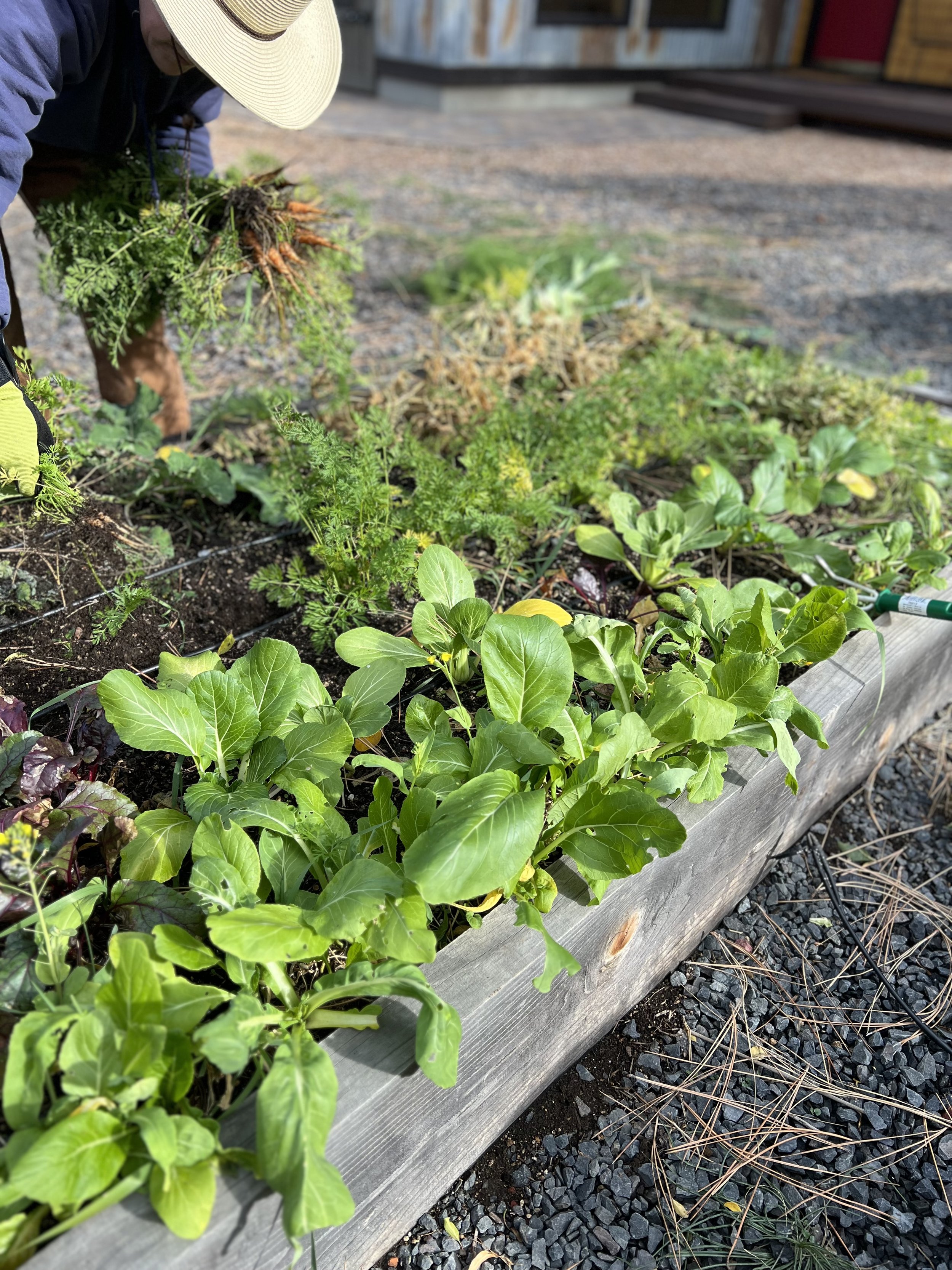 Fall garden to harvest