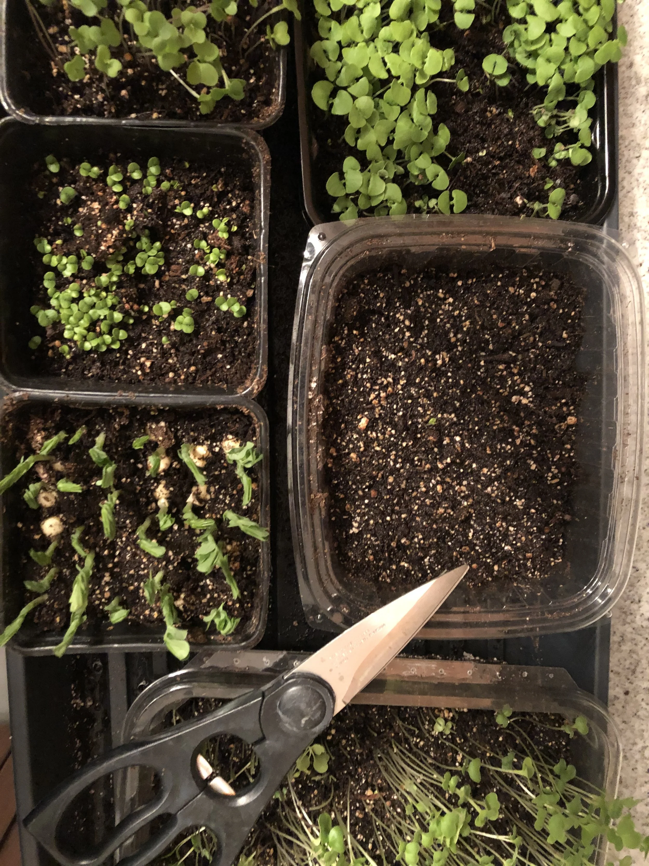 What is all the excitement around microgreens about? 