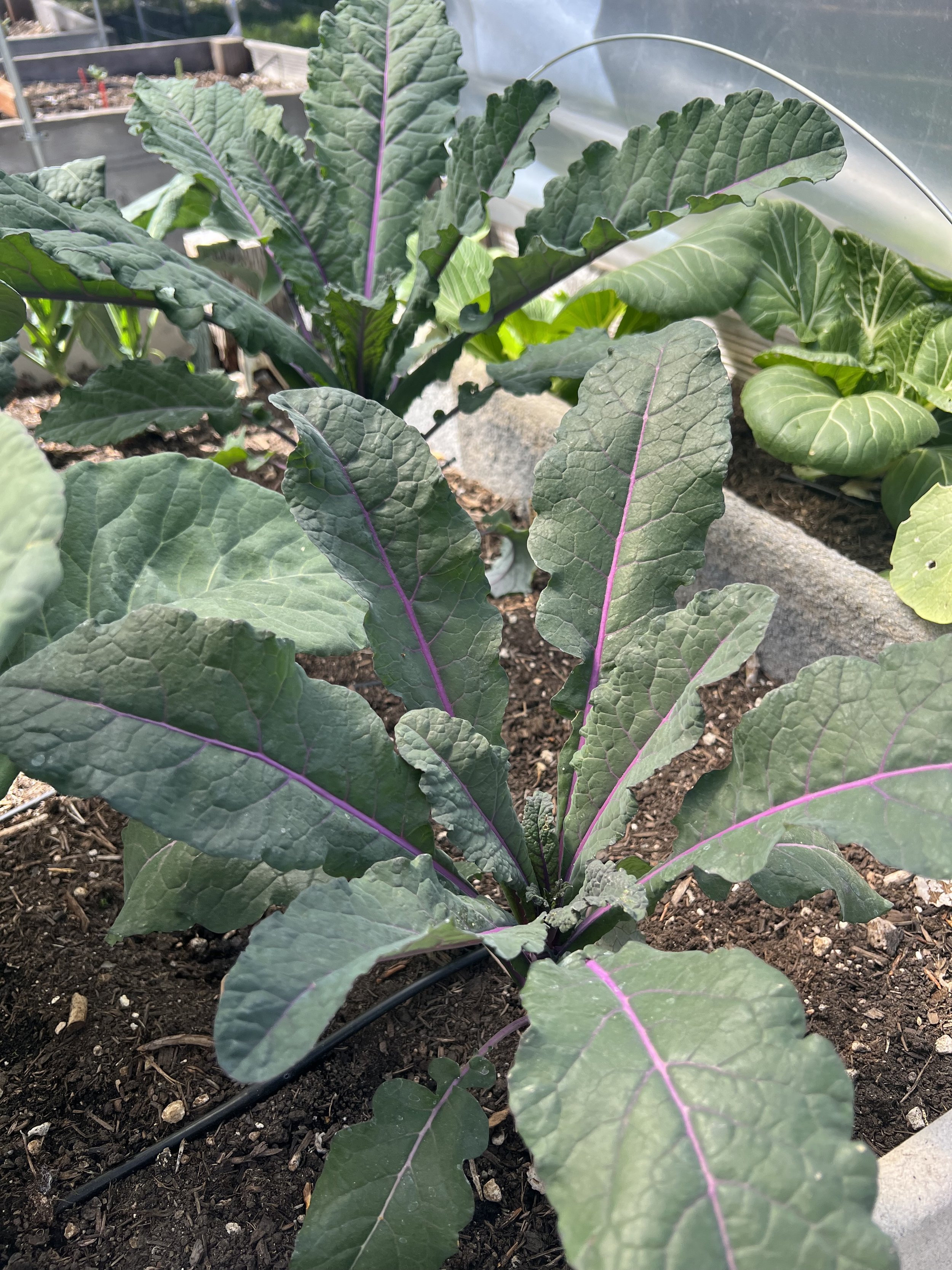 Super Simple Garden Recipes: Cheesy Greens