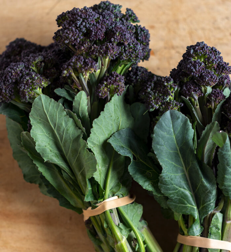 Screenshot 2026-04-12 at 8.12.45 AM.png