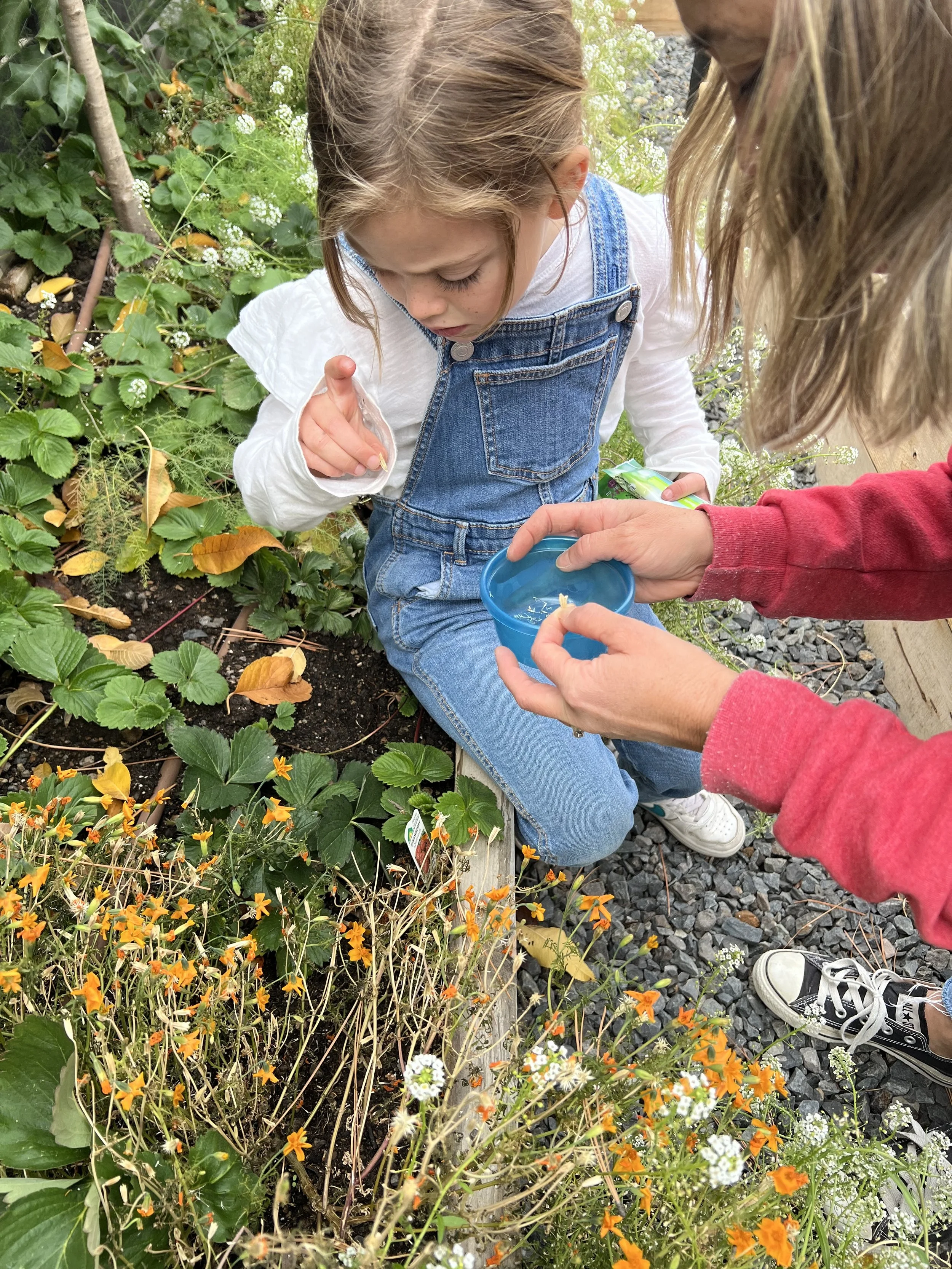 Gem marigold seed saving