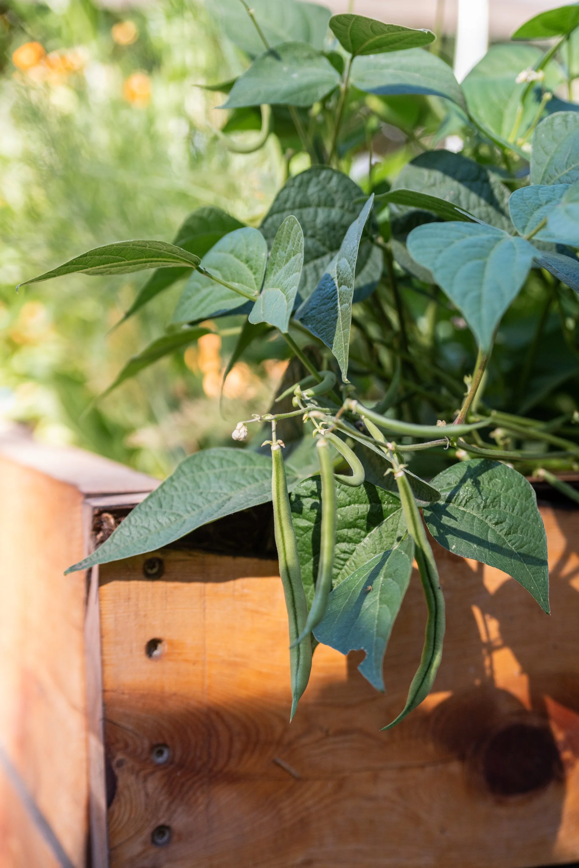 Bend Urban Gardens 092424-64.jpg