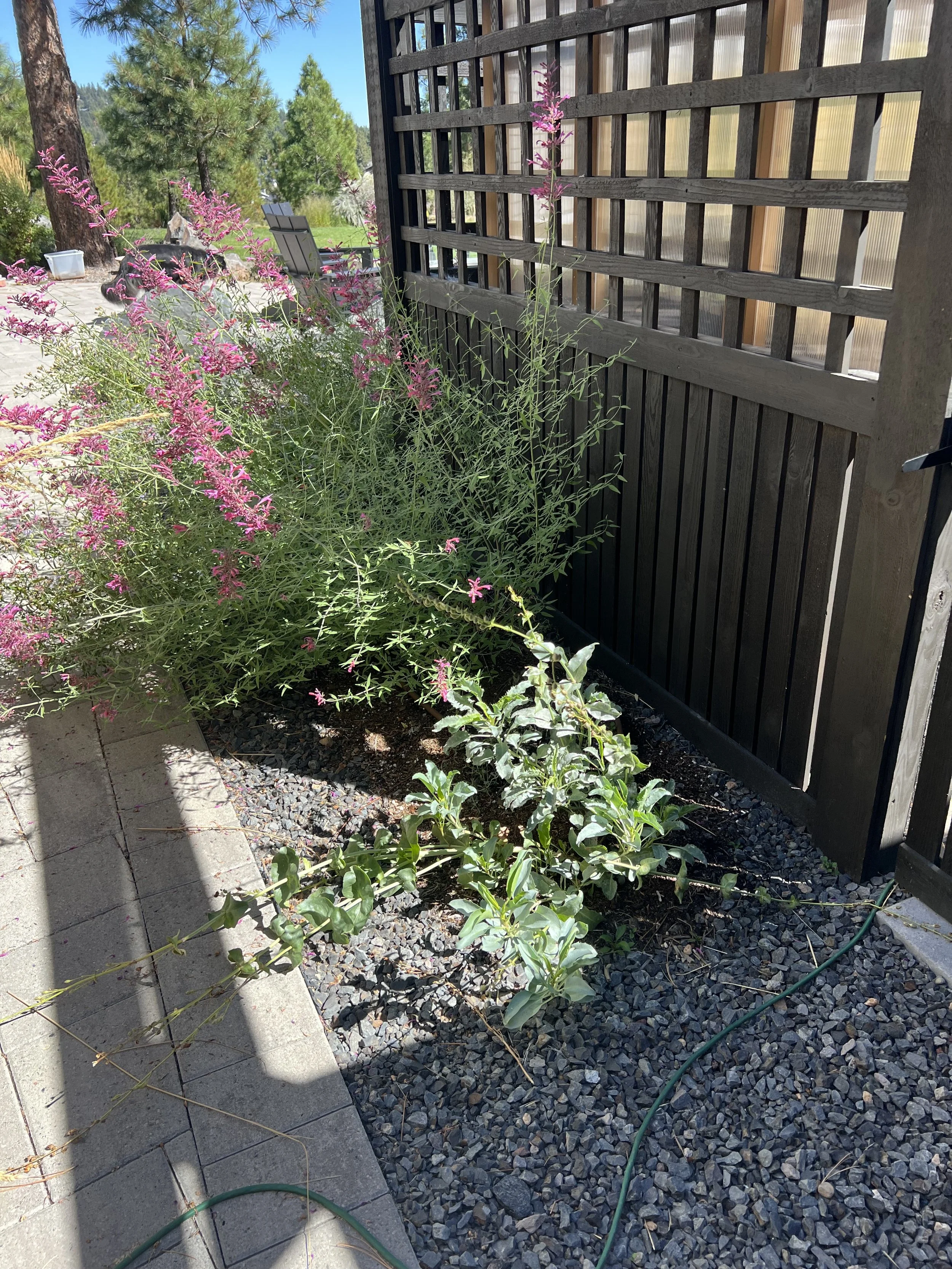 September 2025: perennial border filling in! 