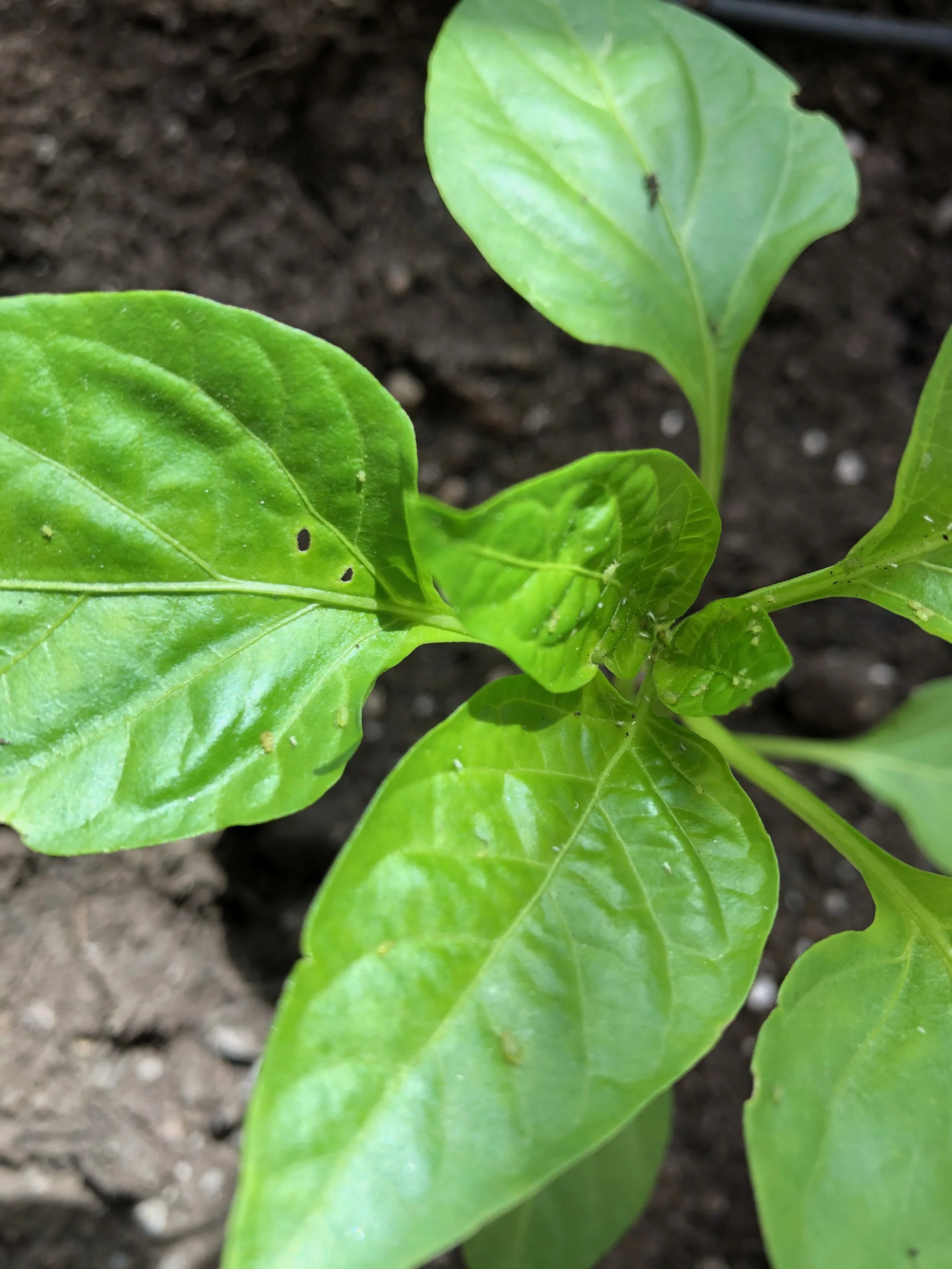 Bend Urban Gardens Blog — Bend Urban Gardens