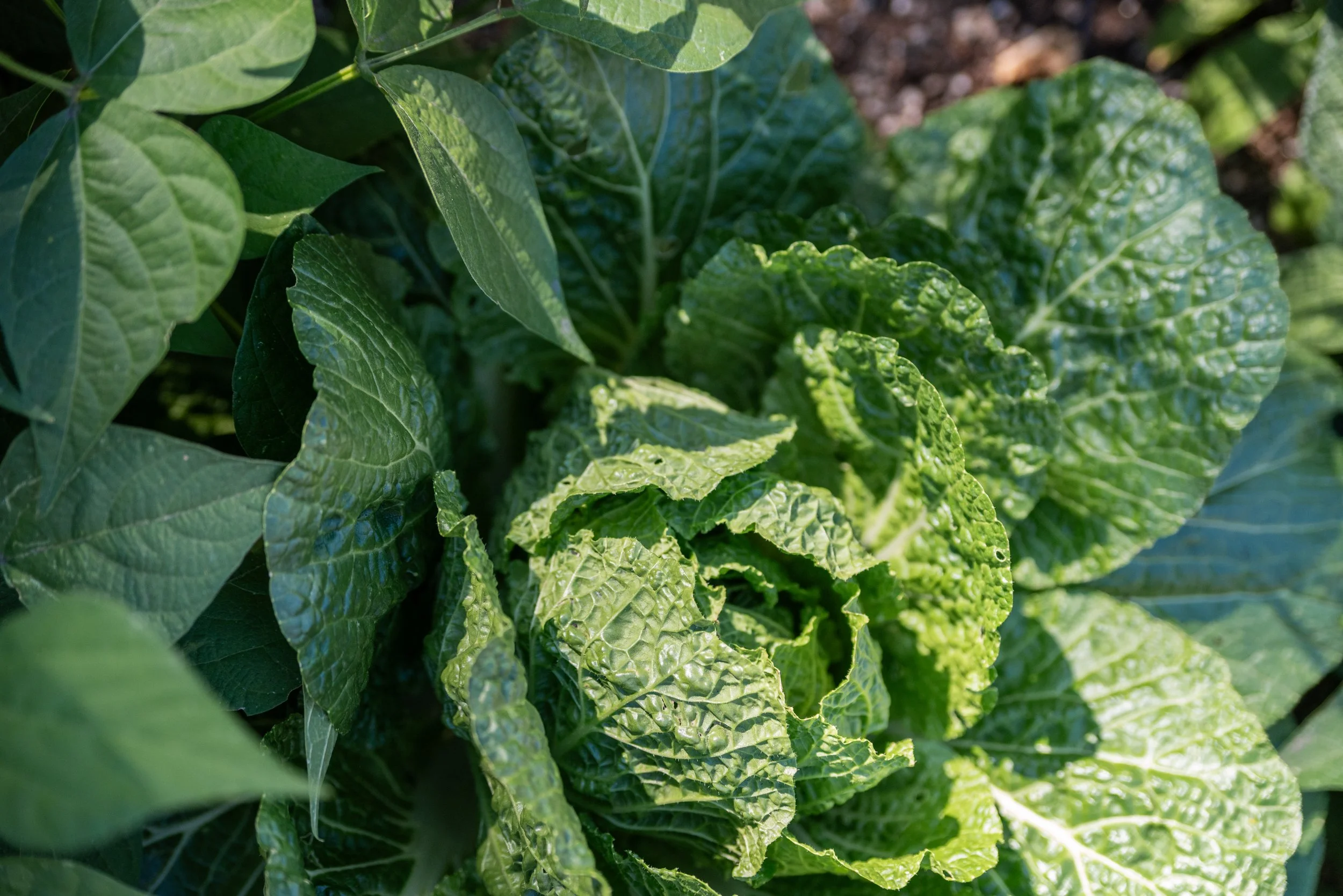 Bend Urban Gardens 092424-62.jpg