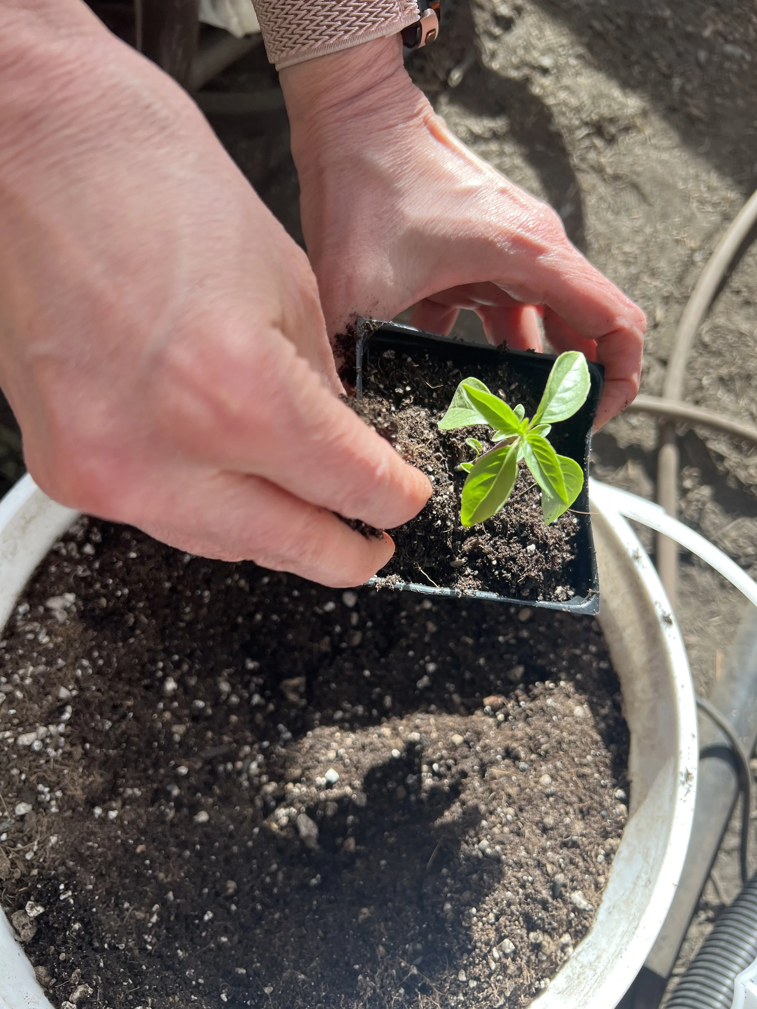 Seedling/ up-potting mix