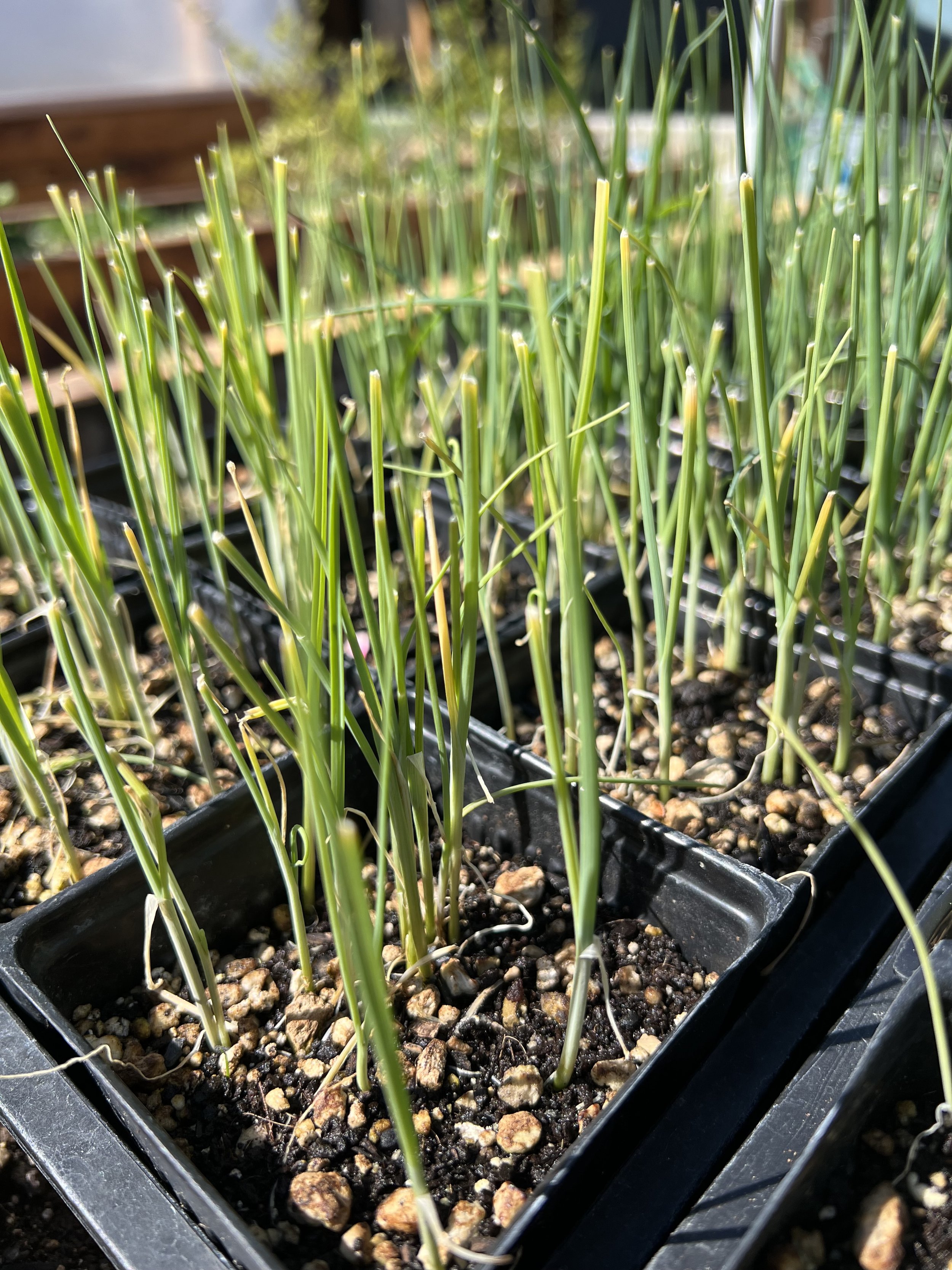 Leeks