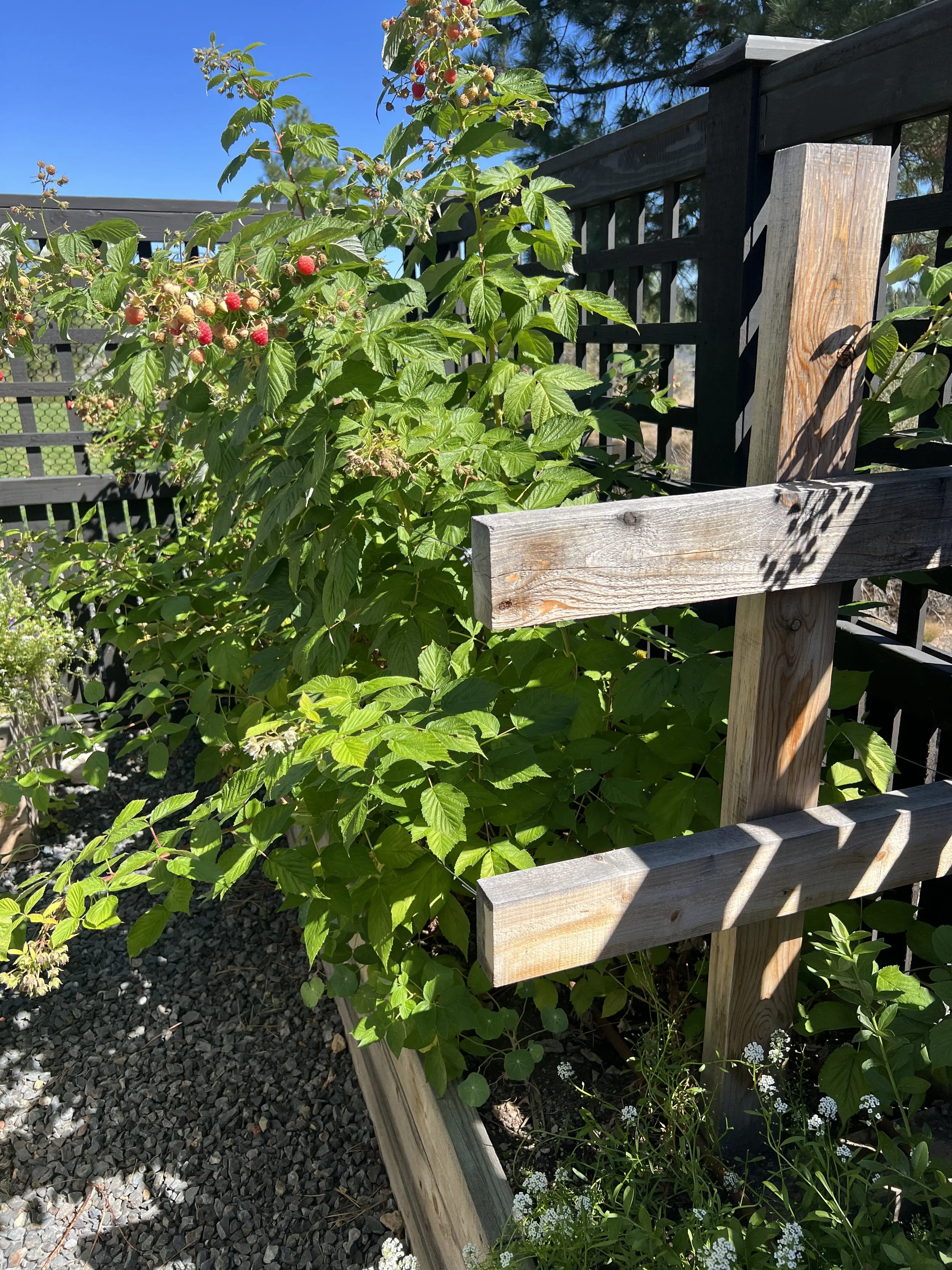 September 2025: raspberries filling in! 
